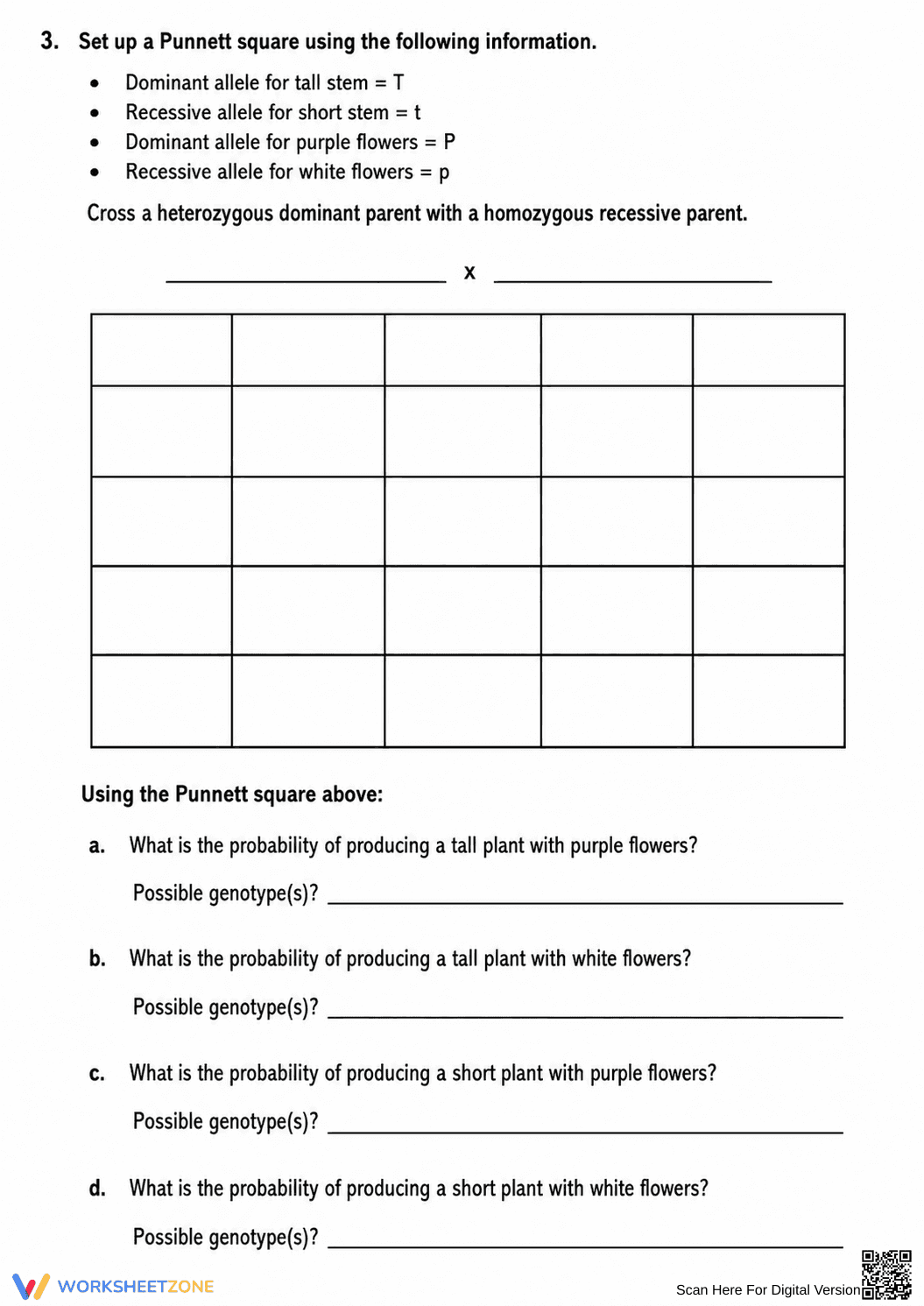 Printable Dihybrid Cross Worksheet | Grade 9-12 Biology - Page 4