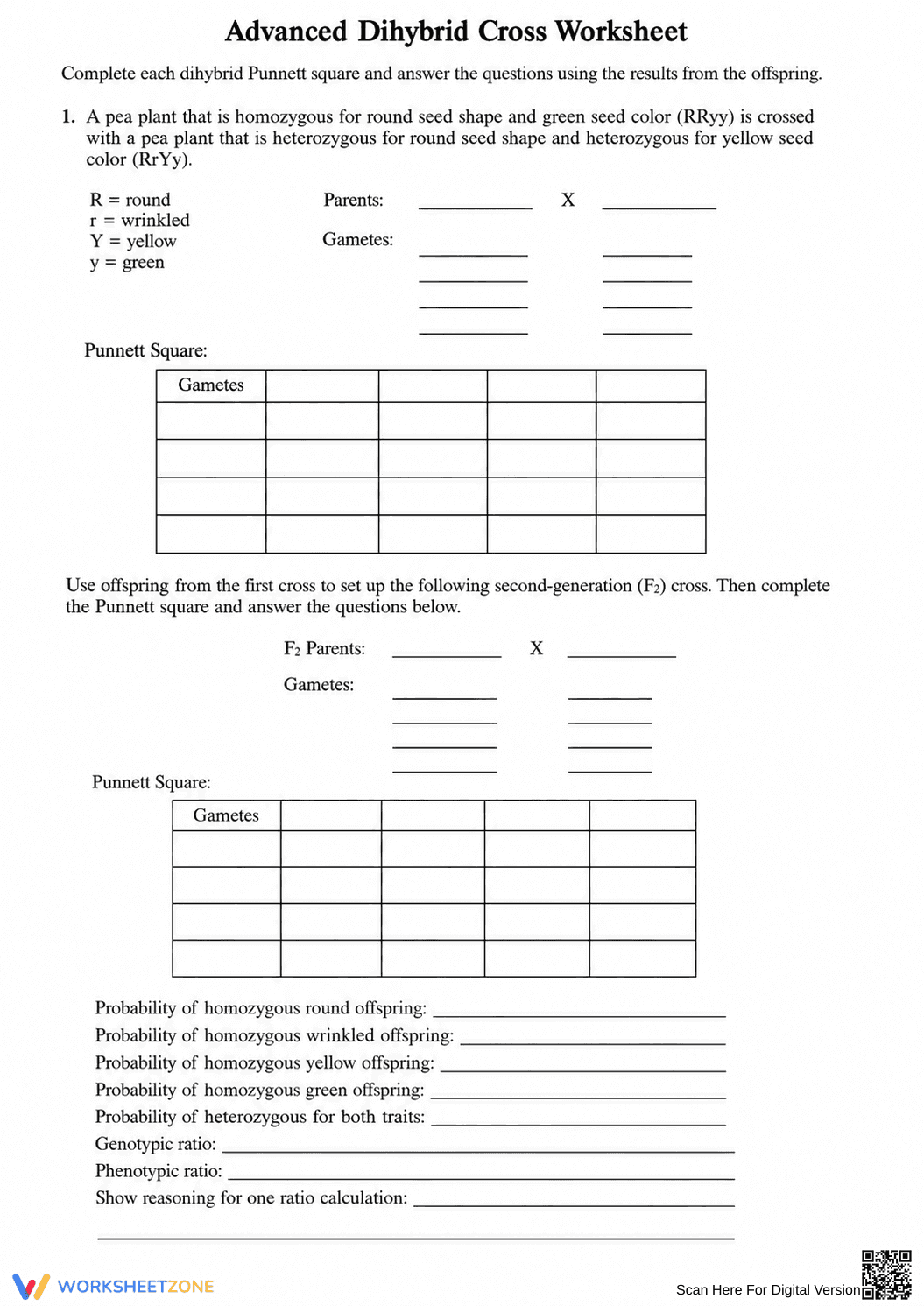 Printable Dihybrid Cross Worksheet | Grade 9-12 Biology - Page 2