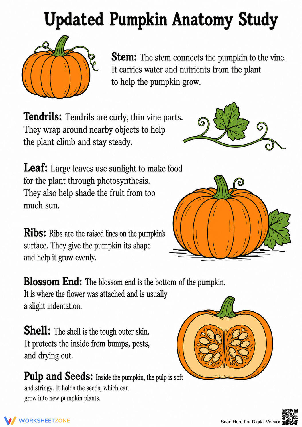 Essential Pumpkin Anatomy Study Guide | Grade 1-2 Science - Page 2