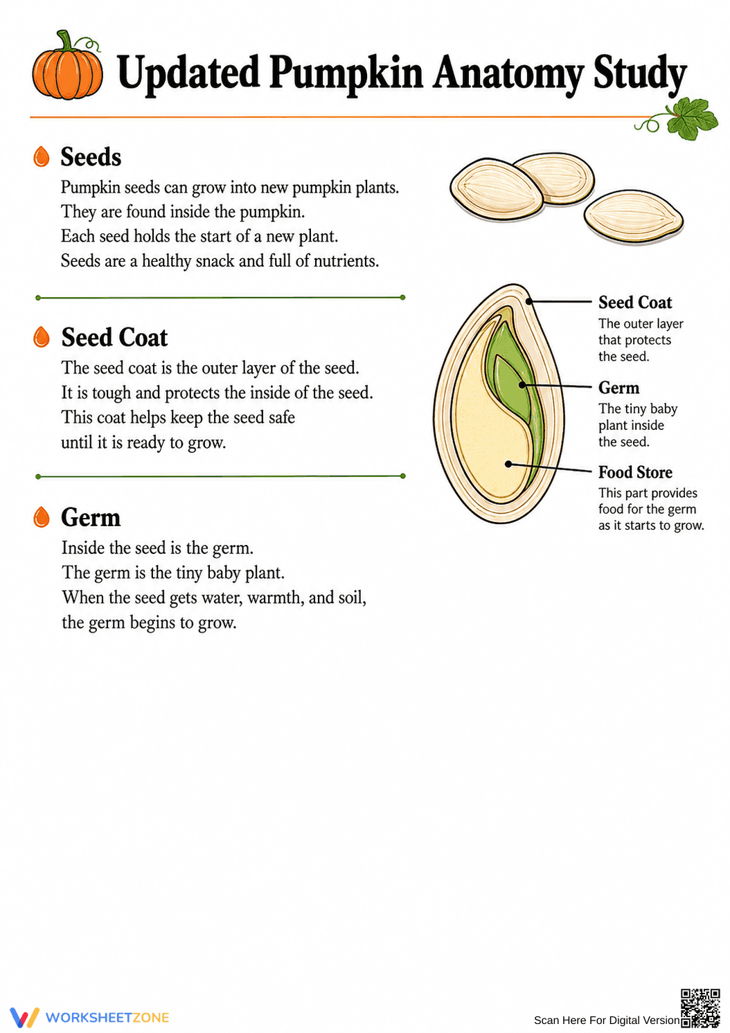 Essential Pumpkin Anatomy Study Guide | Grade 1-2 Science - Page 3