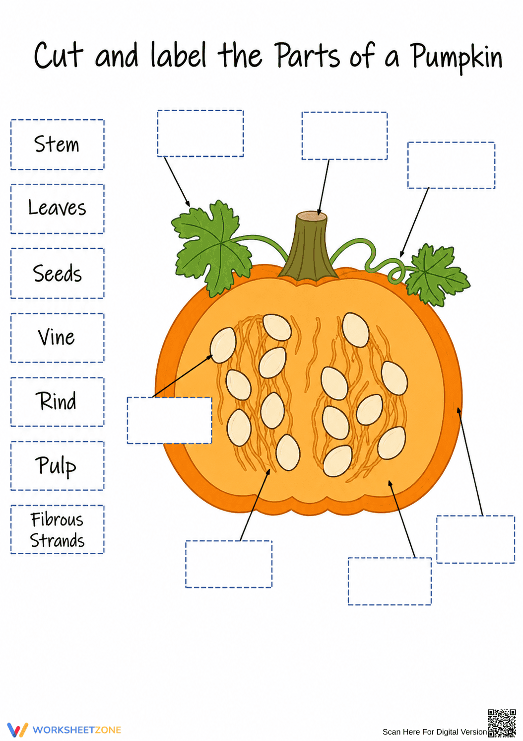 Printable Pumpkin Parts Worksheet (3 Levels) | Grade 4 - Page 3