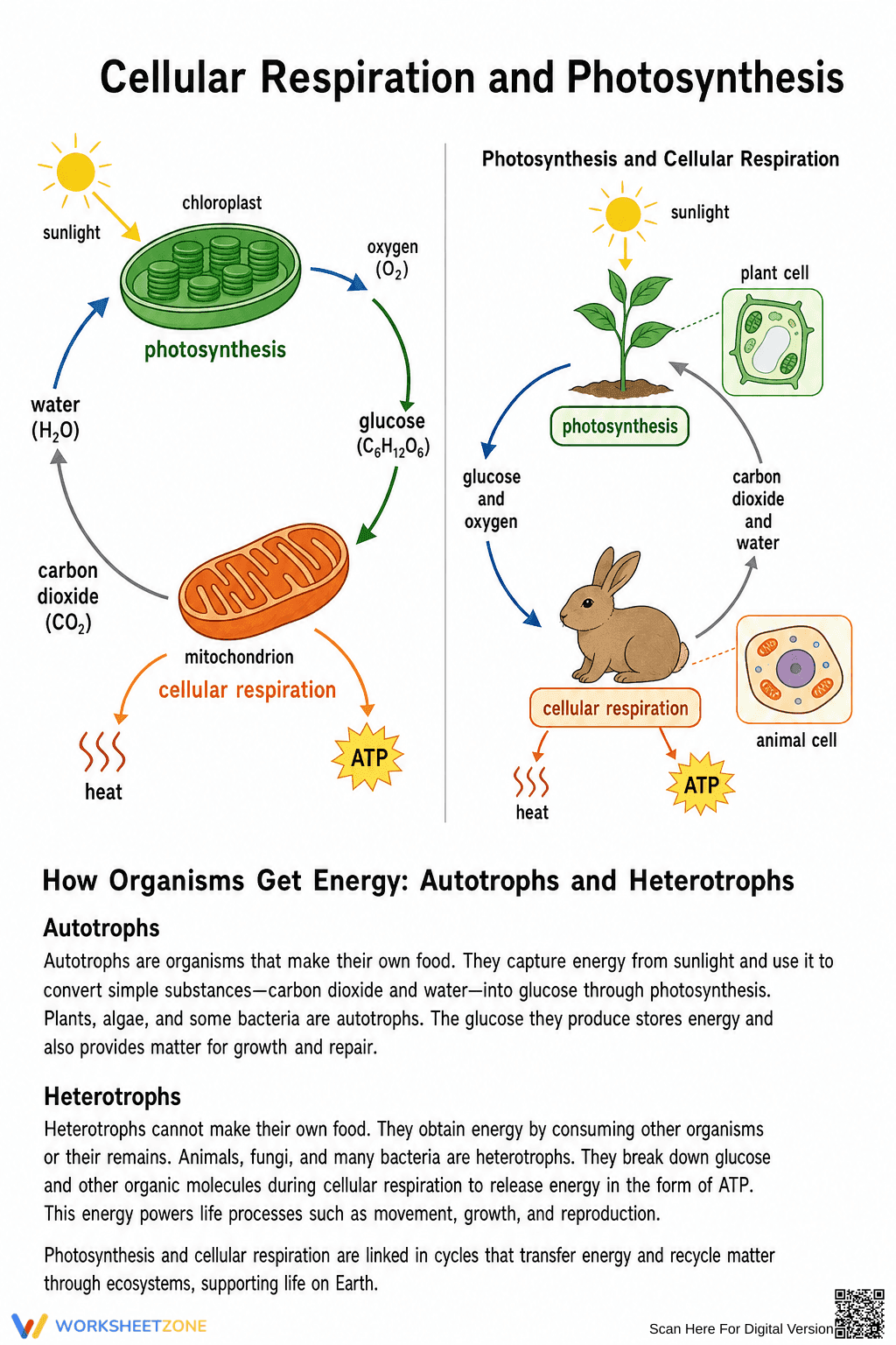 Grade 9 Cellular Respiration — Printable No-Prep Worksheet - Page 2