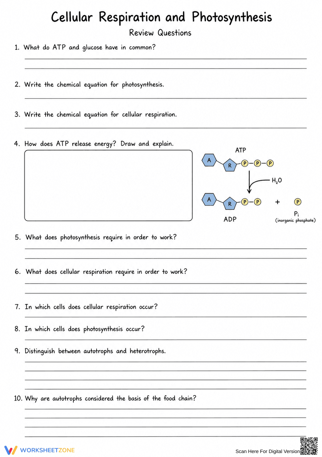 Grade 9 Cellular Respiration — Printable No-Prep Worksheet - Page 3