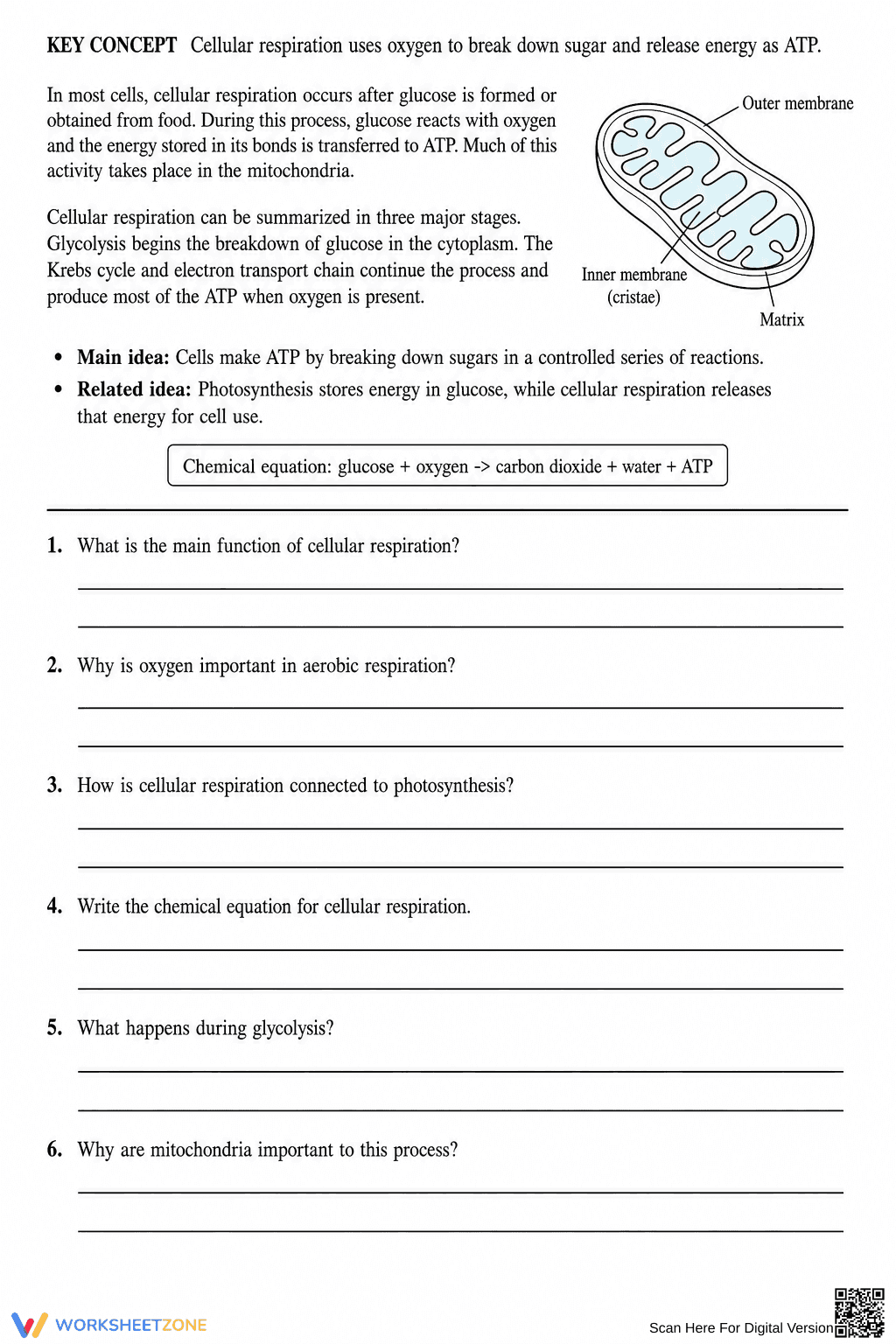 Printable Cellular Respiration Worksheet | Grade 9 Biology - Page 2