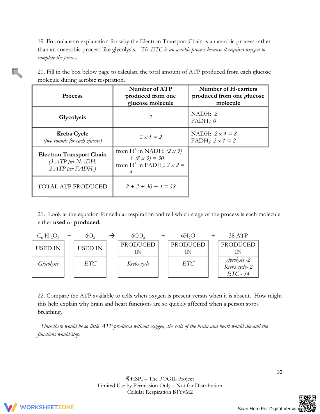 Understanding Cellular Respiration - Page 10