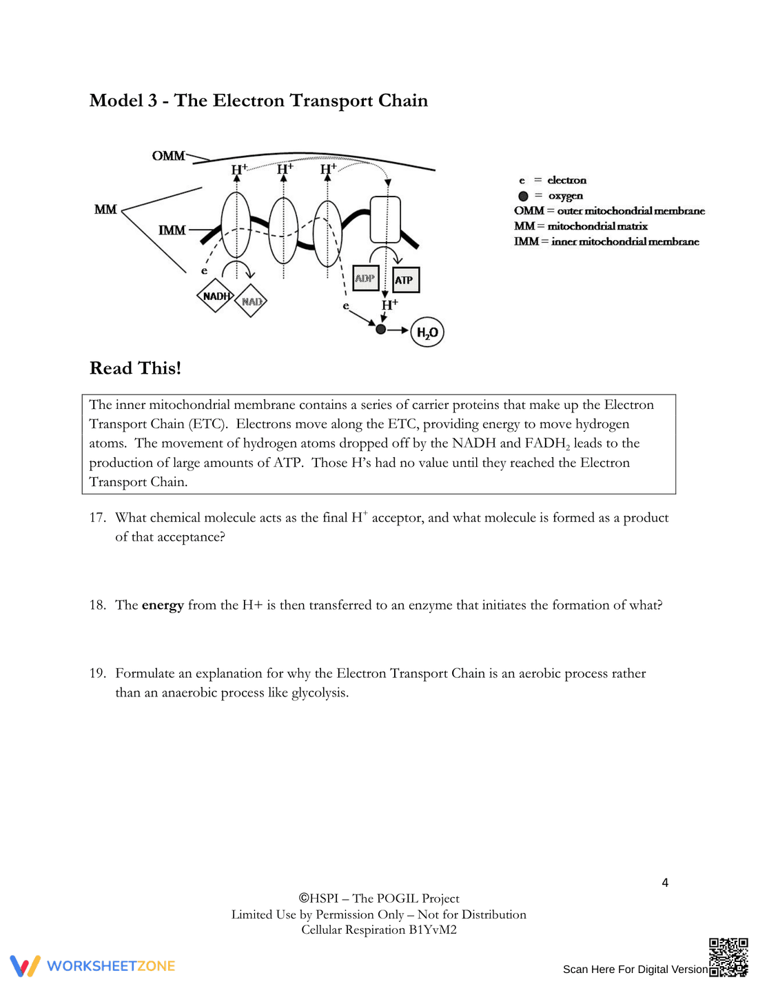 Understanding Cellular Respiration - Page 4