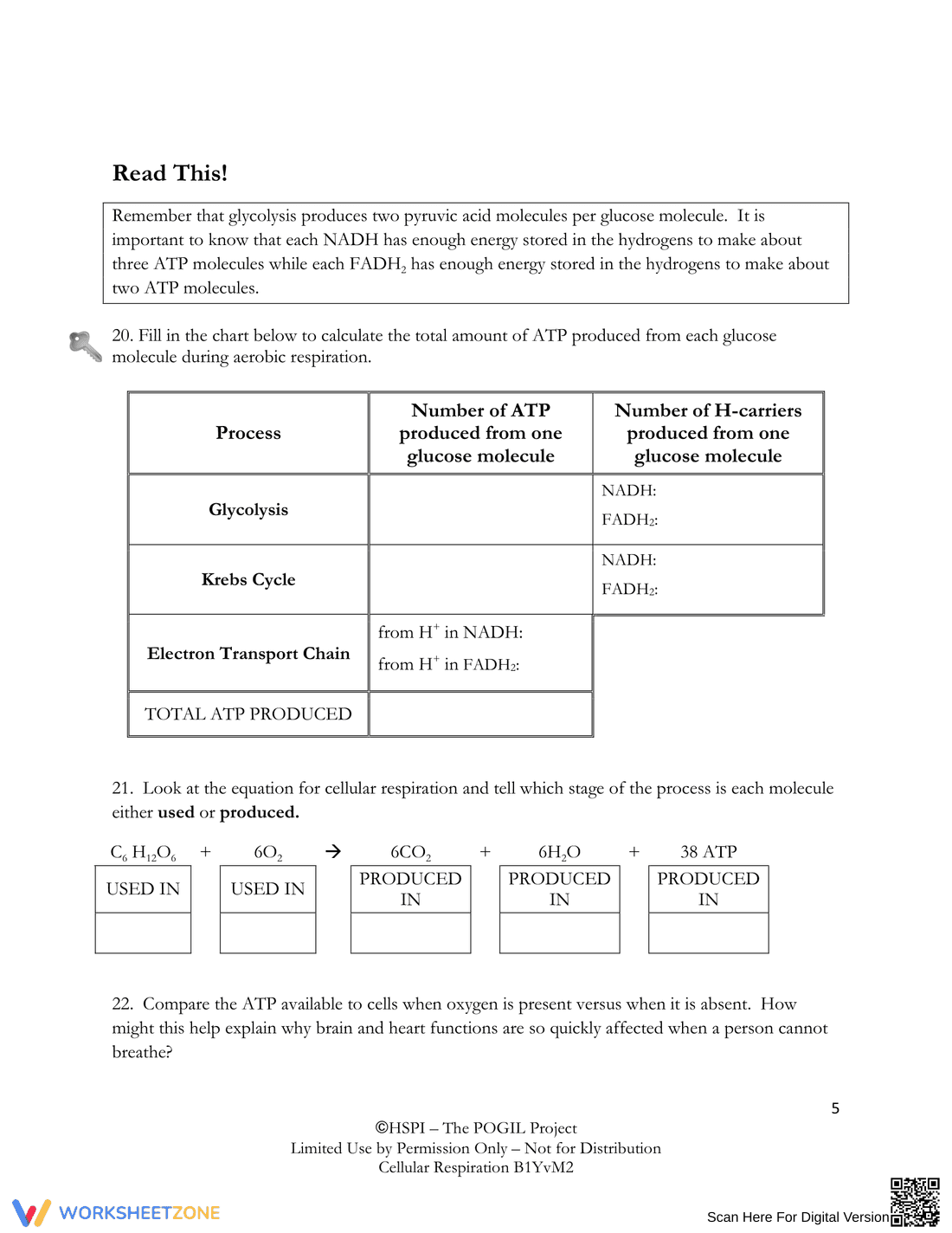 Understanding Cellular Respiration - Page 5