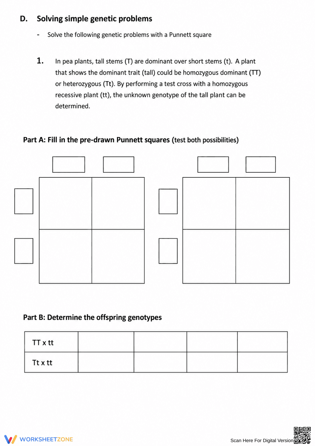 Essential Genetics Vocabulary & Punnett Square Worksheet - Page 2