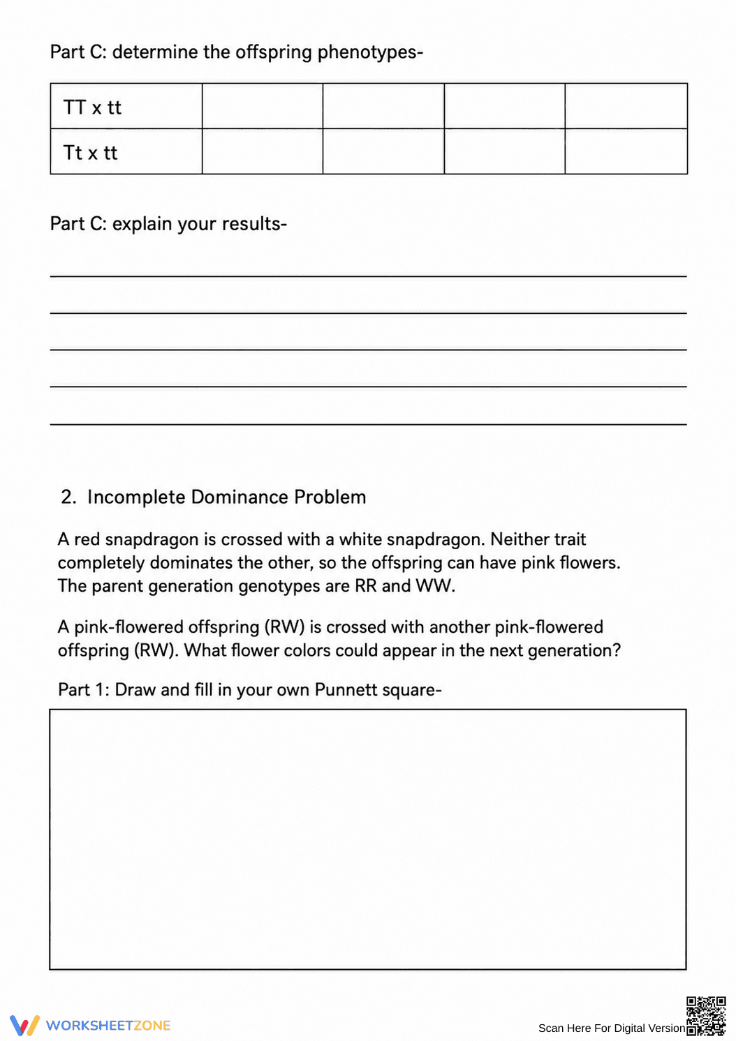 Essential Genetics Vocabulary & Punnett Square Worksheet - Page 3