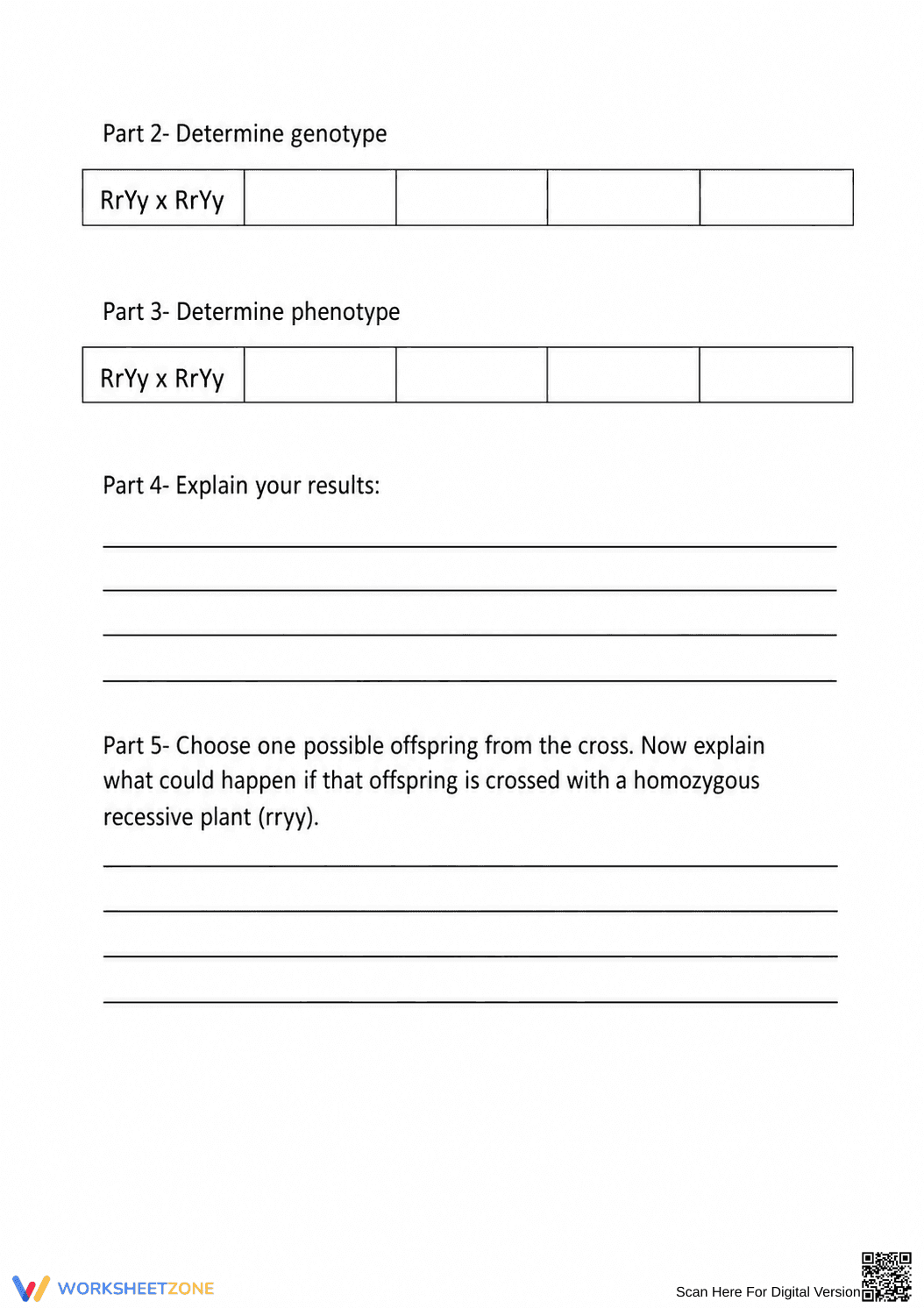 Essential Genetics Vocabulary & Punnett Square Worksheet - Page 4