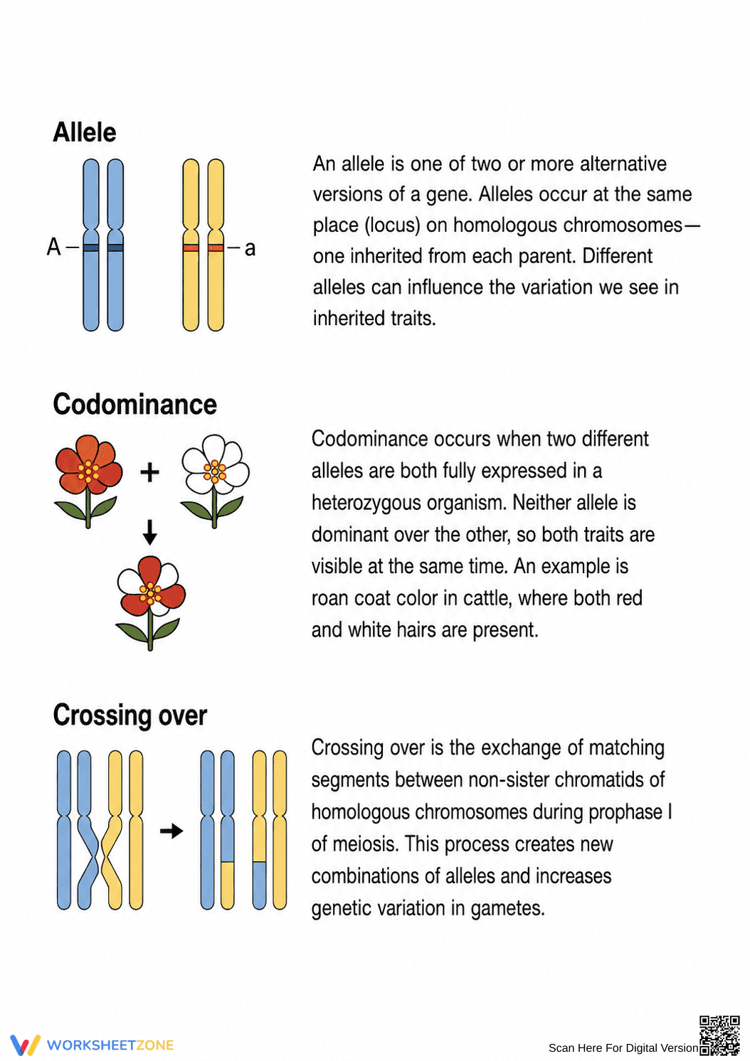 Grade 9 Genetics Vocabulary — Printable No-Prep Worksheet - Page 4