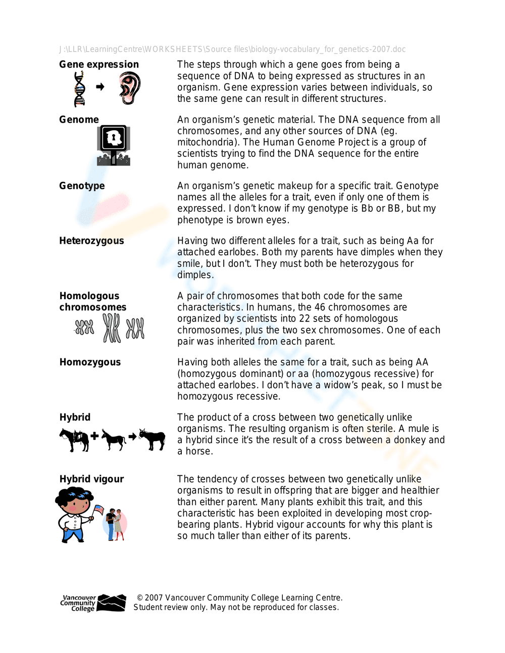 Updated Genetics Vocabulary Worksheet - Page 2