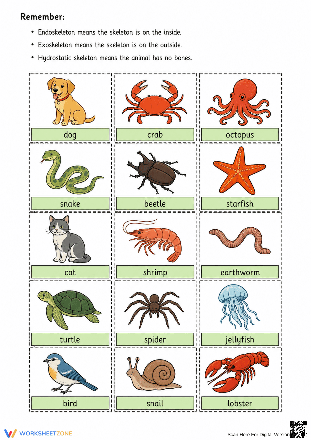 Sorting Skeleton Types Worksheet (3 Levels) | Grade 4 Ready - Page 2
