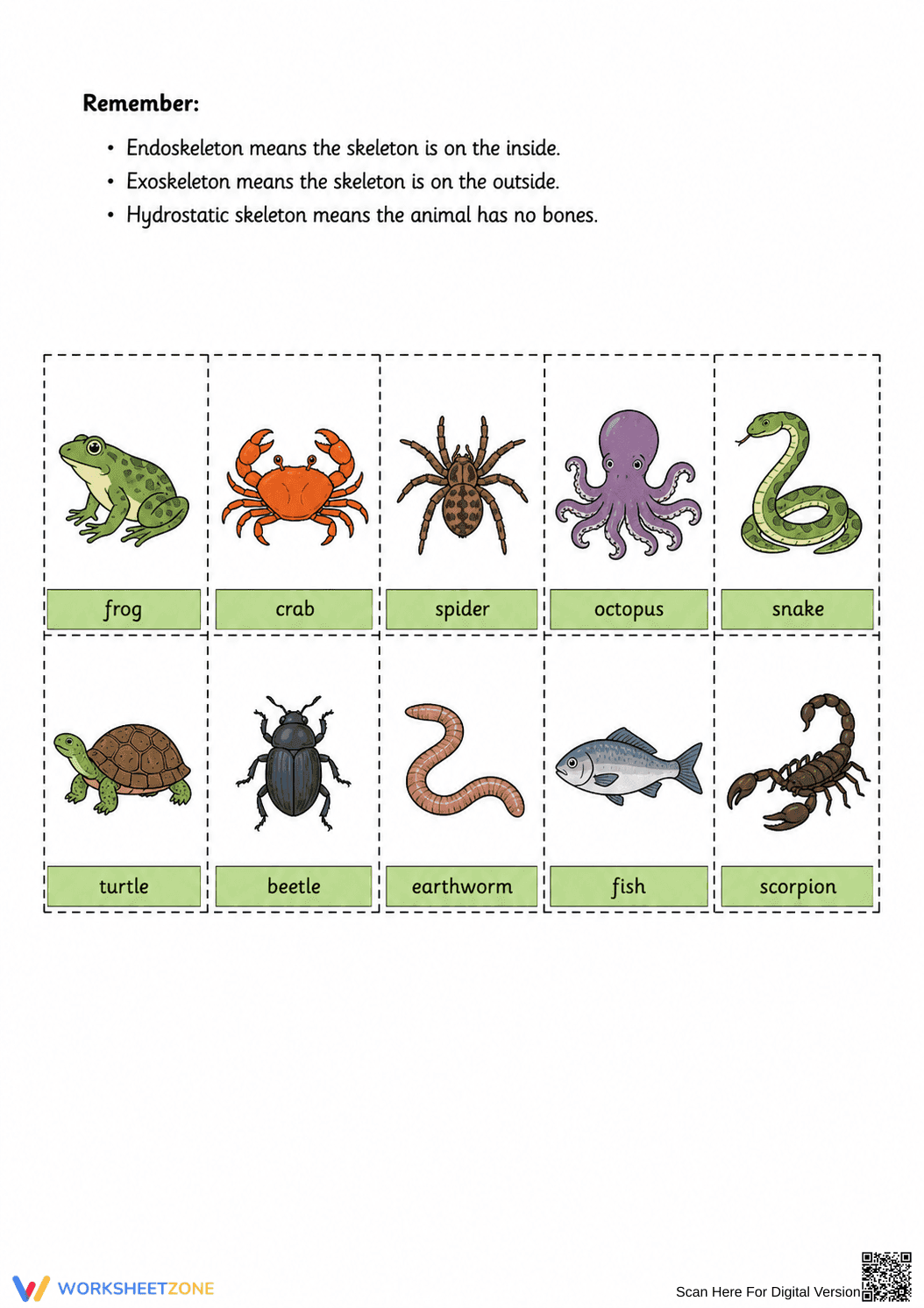 Sorting Skeleton Types Worksheet (3 Levels) | Grade 4 Ready - Page 4
