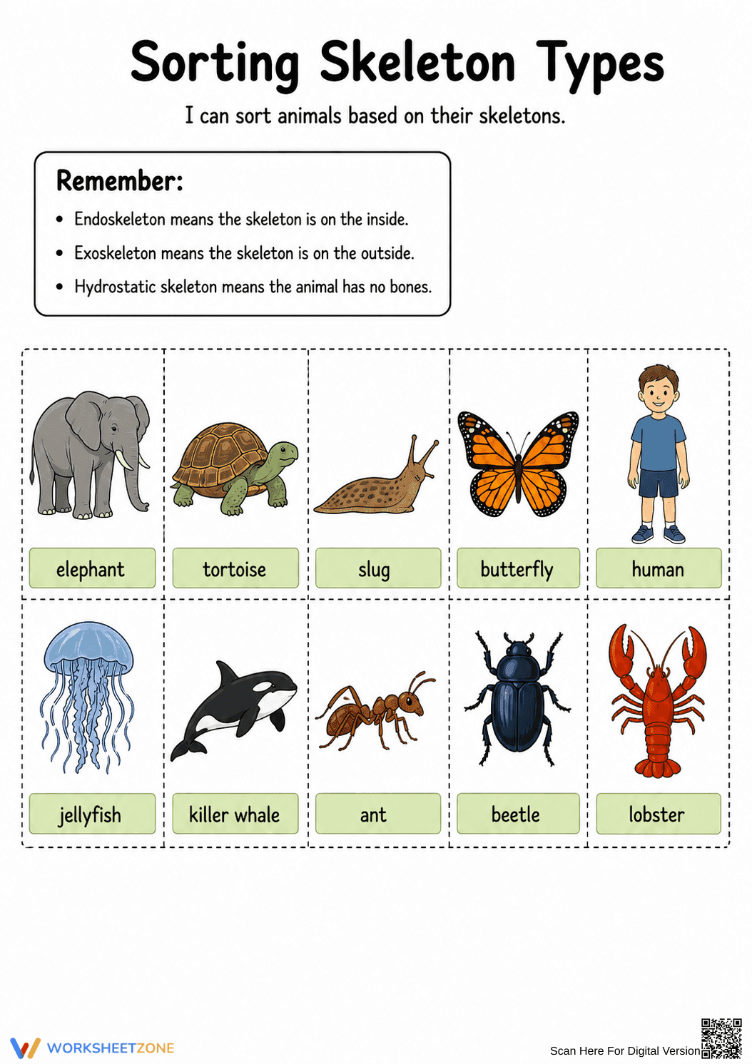 Sorting Skeleton Types Worksheet (3 Levels) | Grade 4 Ready - Page 6