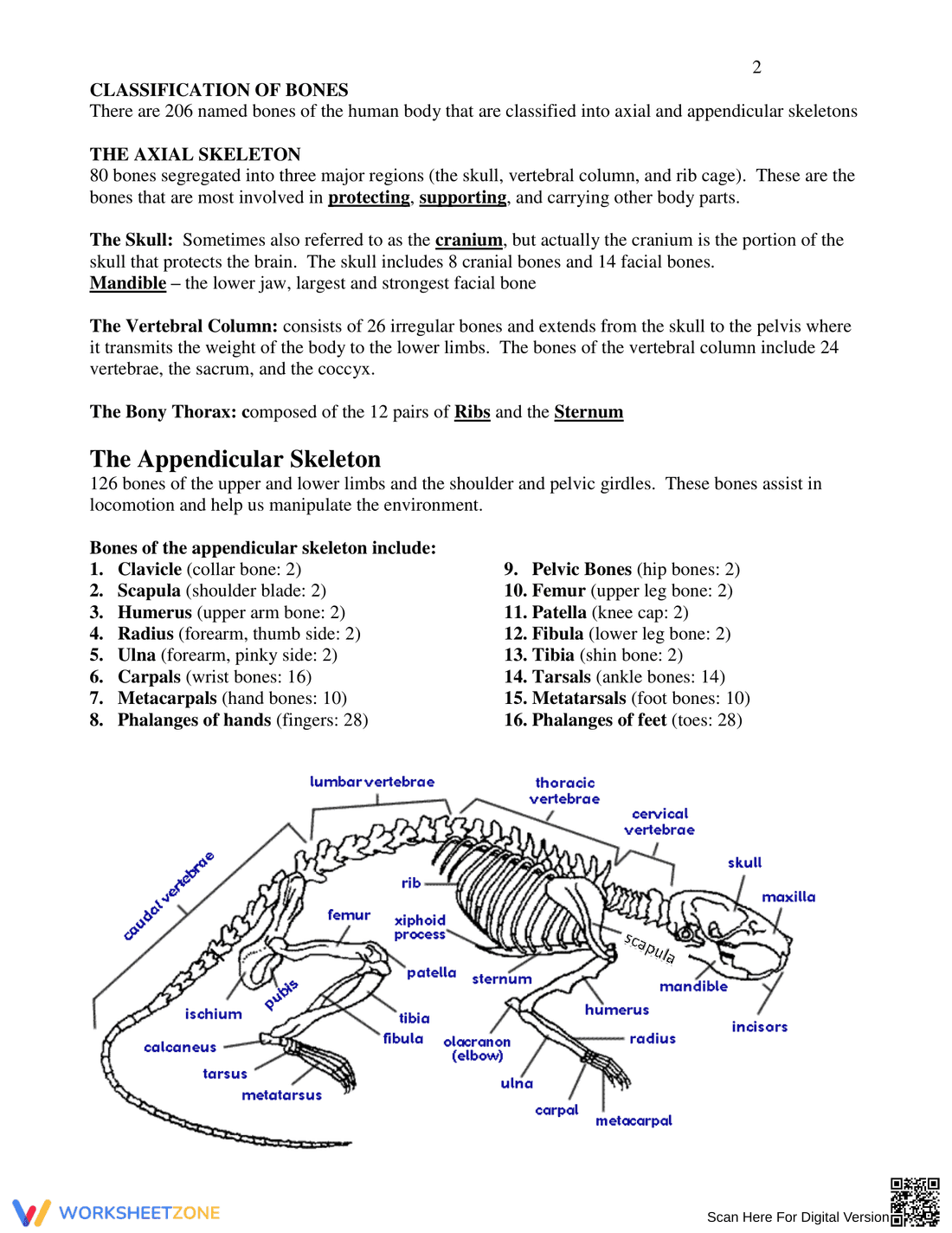 Skeletal System Anatomy Worksheet - Page 2