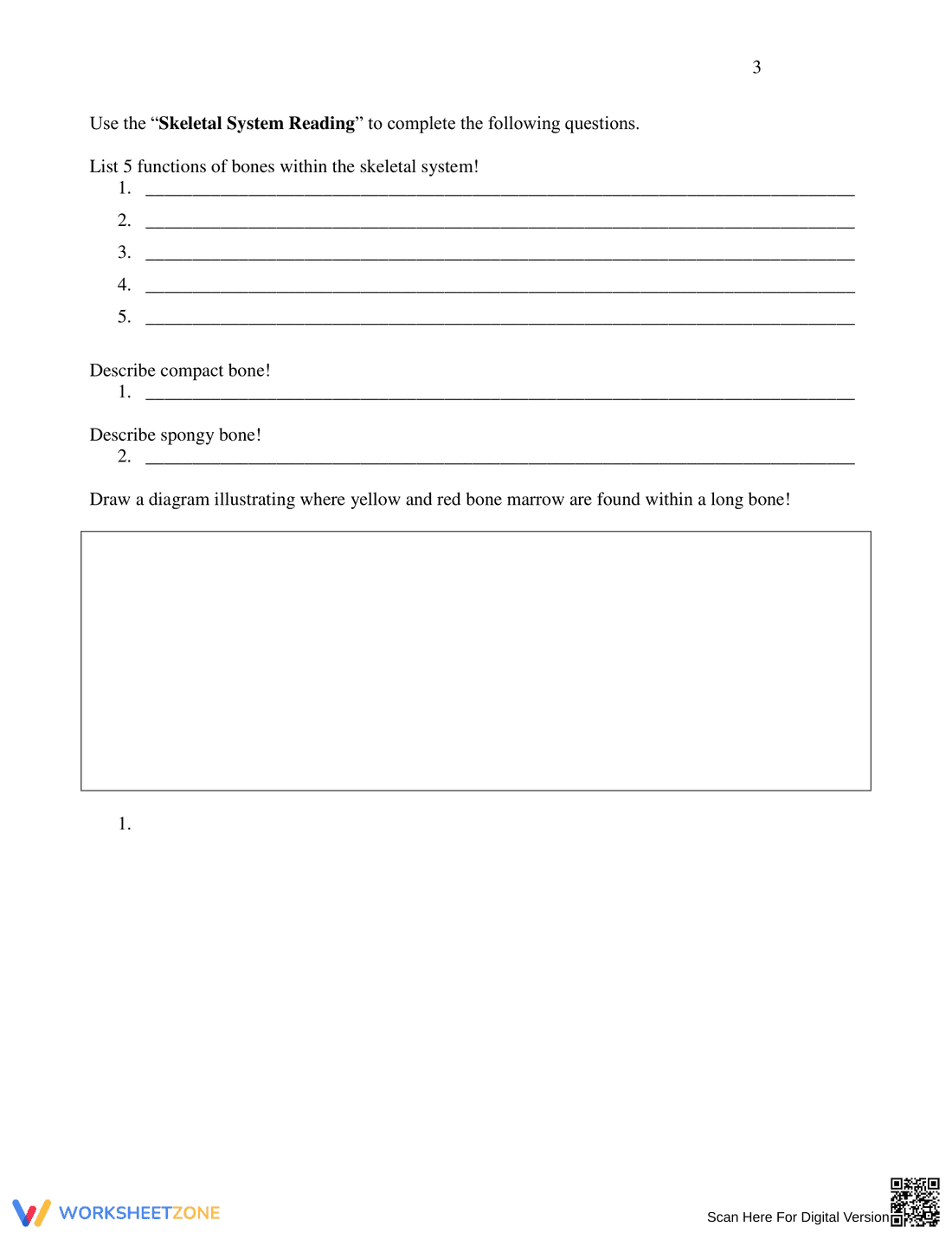 Skeletal System Anatomy Worksheet - Page 3