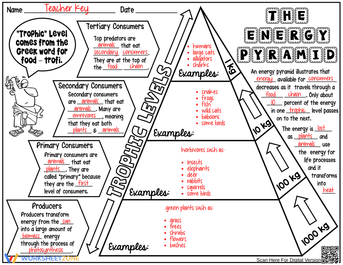 Exploring the Energy Pyramid Worksheet - Page 3