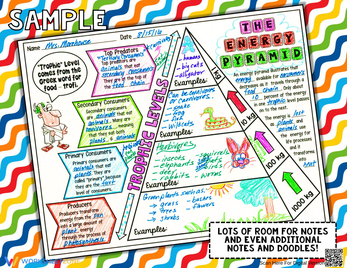 Exploring the Energy Pyramid Worksheet - Page 4