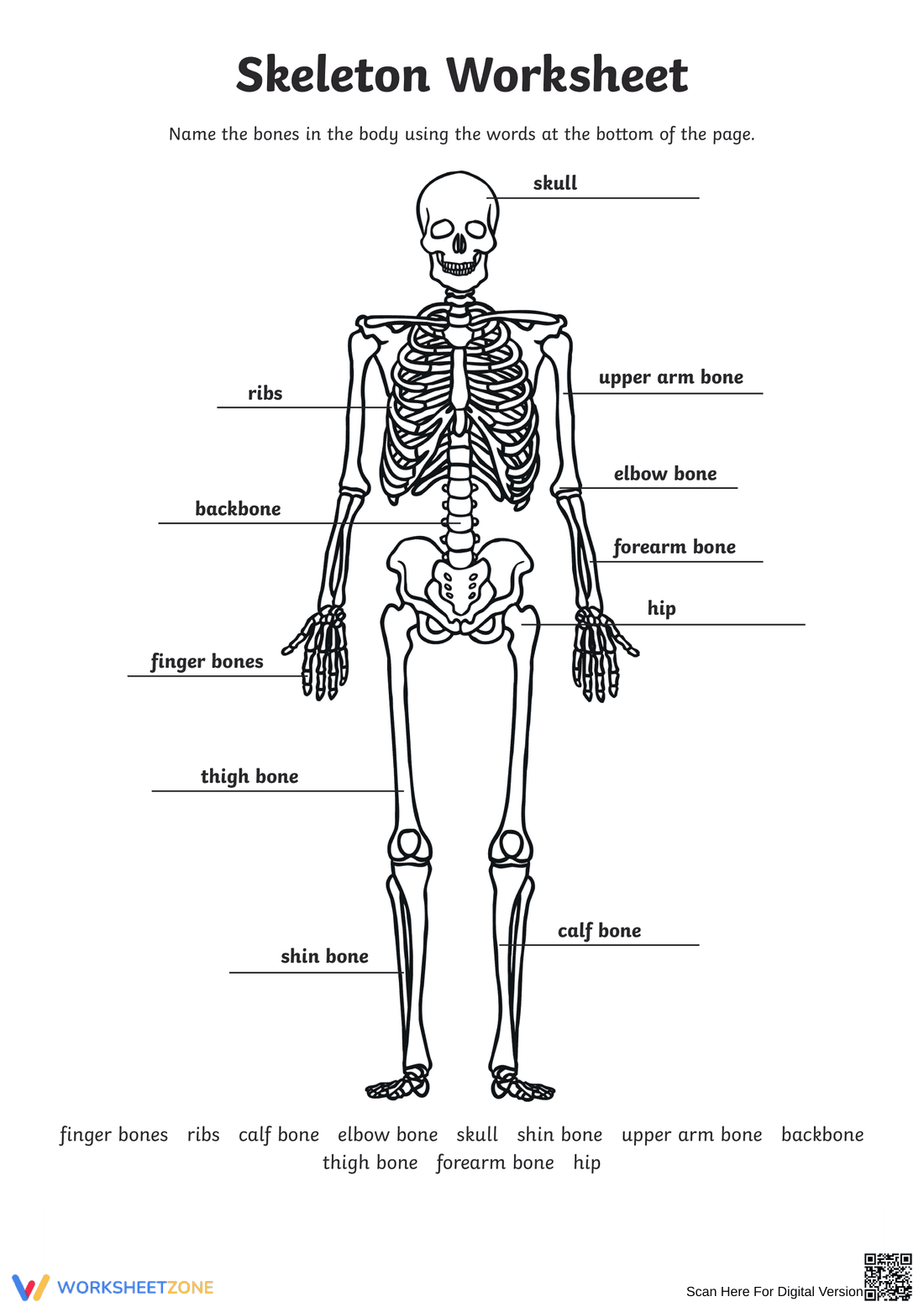 Anatomy: Explore the Human Skeleton Worksheet - Page 3