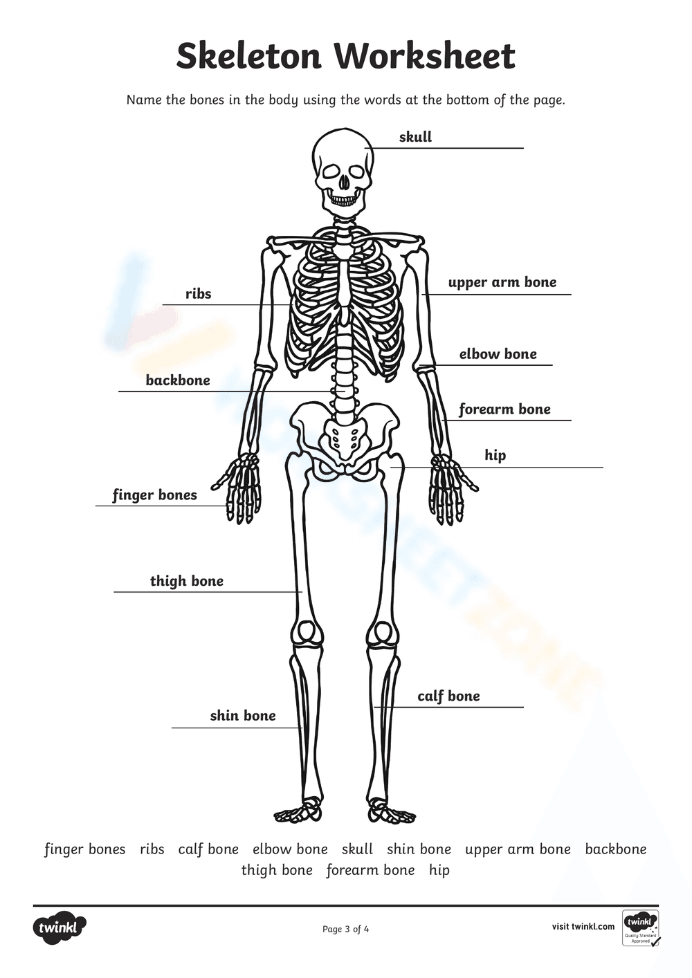 Anatomy: Explore the Human Skeleton Worksheet - Page 2