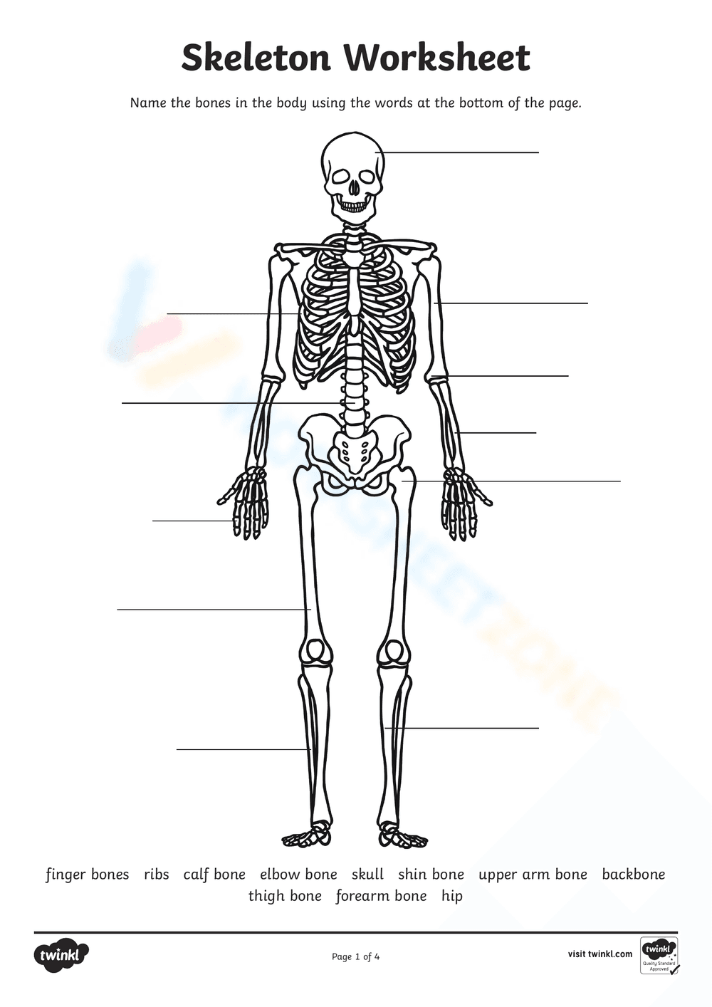 Anatomy: Explore the Human Skeleton Worksheet - Page 3