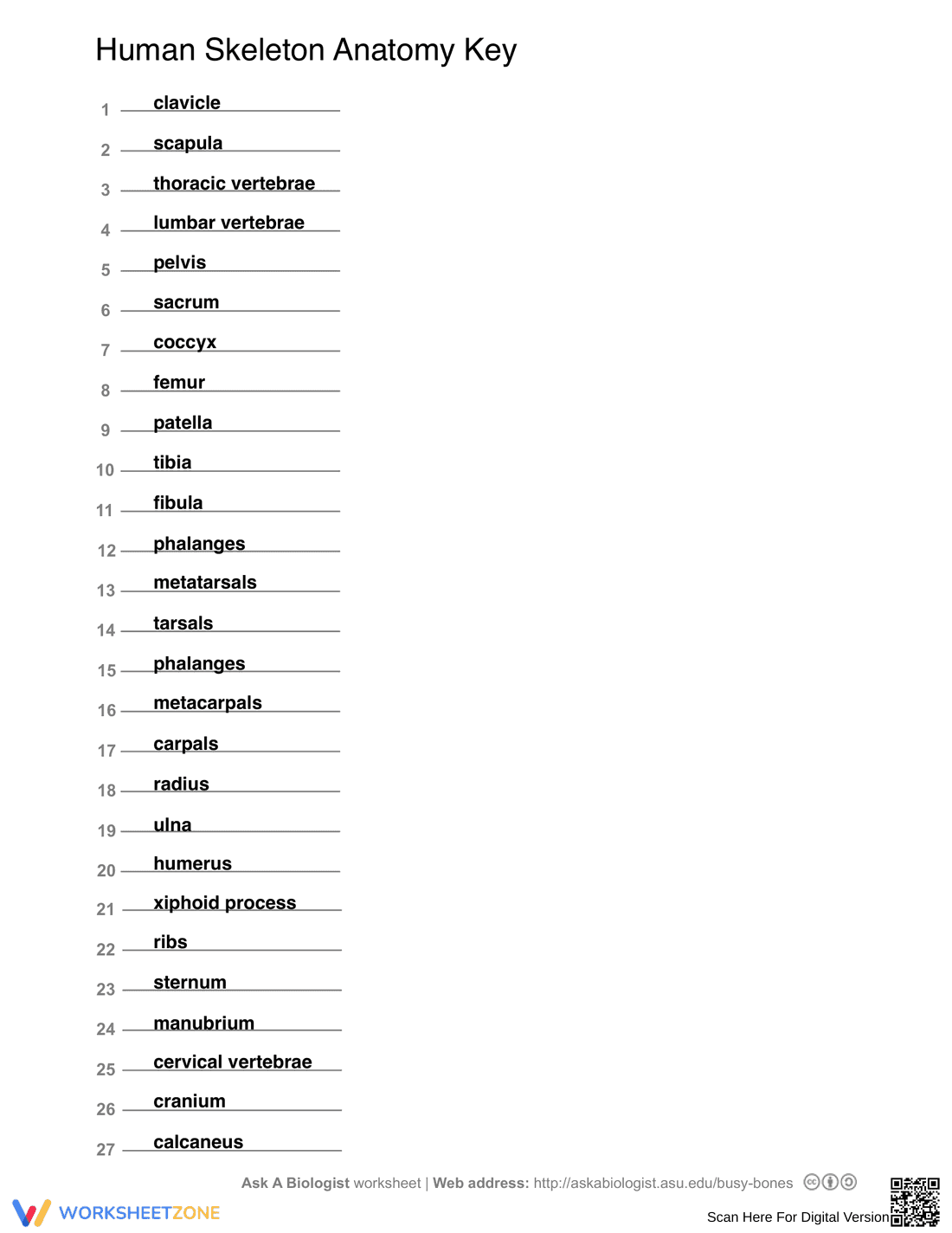 Explore Human Skeleton Anatomy Activity - Page 2