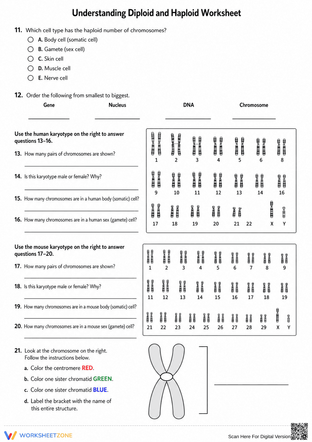 Essential Diploid and Haploid Worksheet | Grade 9-12 Biology - Page 2