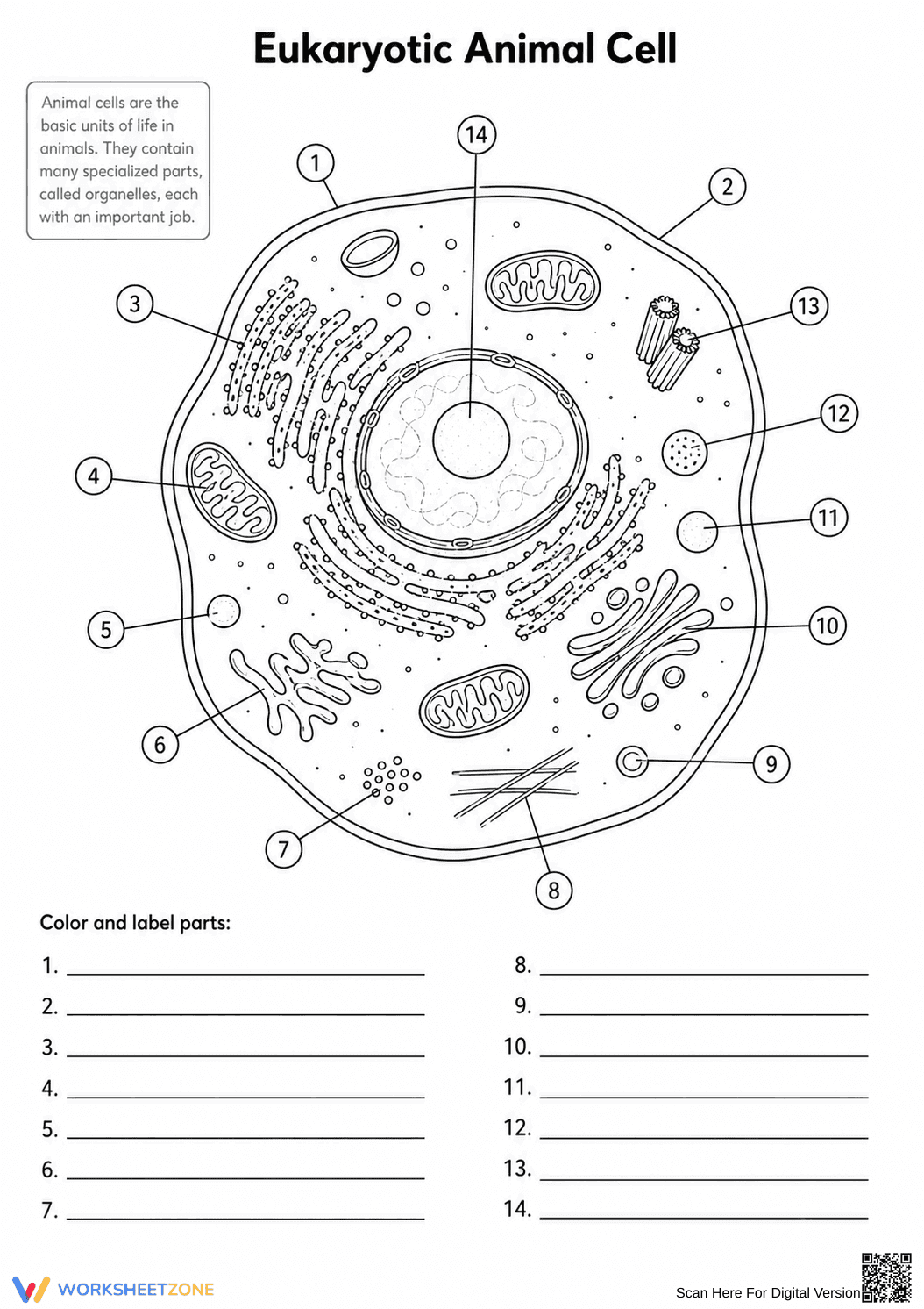 Printable Cell Organelles Worksheet | Grade 7 Science - Page 3