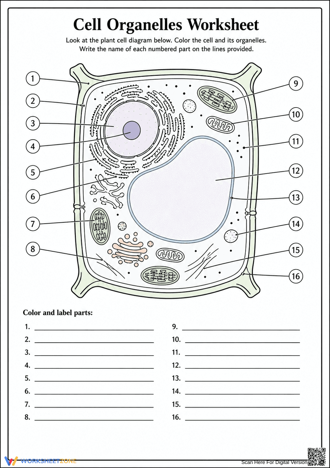 Printable Cell Organelles Worksheet | Grade 7 Science - Page 4