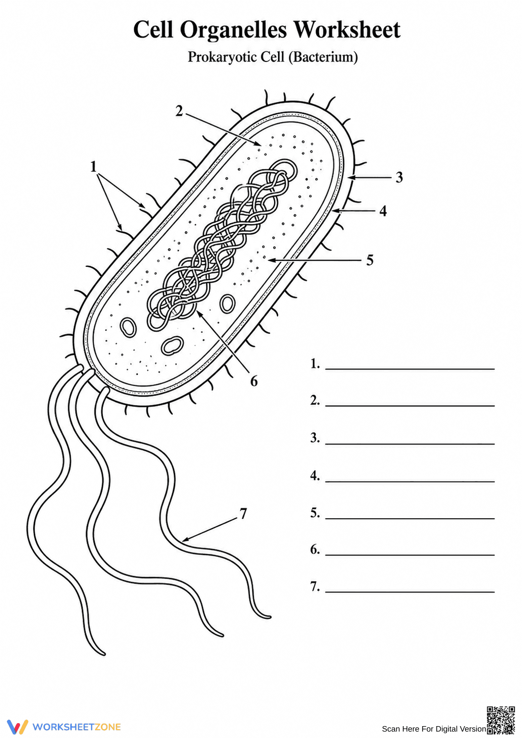Printable Cell Organelles Worksheet | Grade 7 Science - Page 5