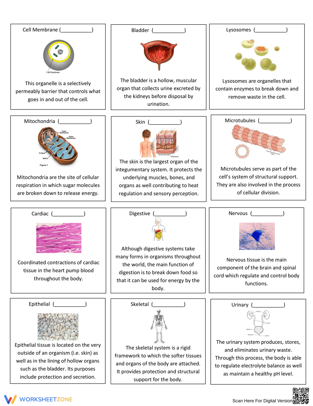Printable Levels of Biological Organization | Grade 9-12 - Page 2