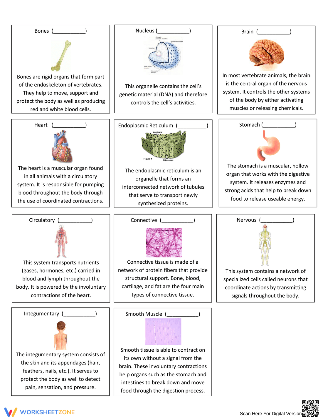 Printable Levels of Biological Organization | Grade 9-12 - Page 3