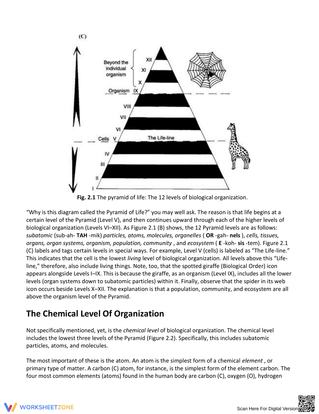 Essential Levels of Biological Organization Worksheet - Page 2