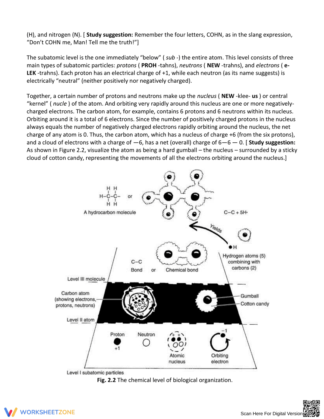 Essential Levels of Biological Organization Worksheet - Page 3