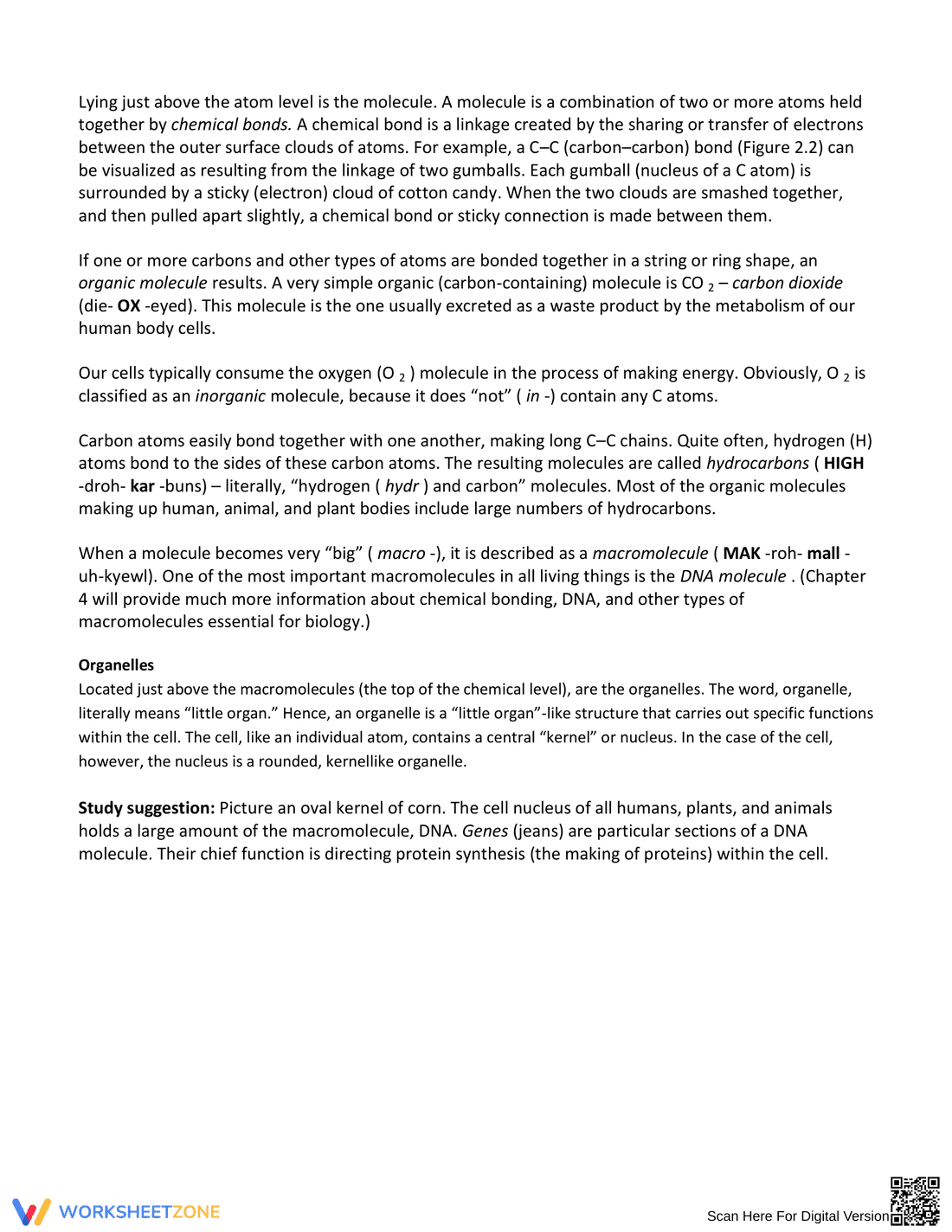 Essential Levels of Biological Organization Worksheet - Page 4