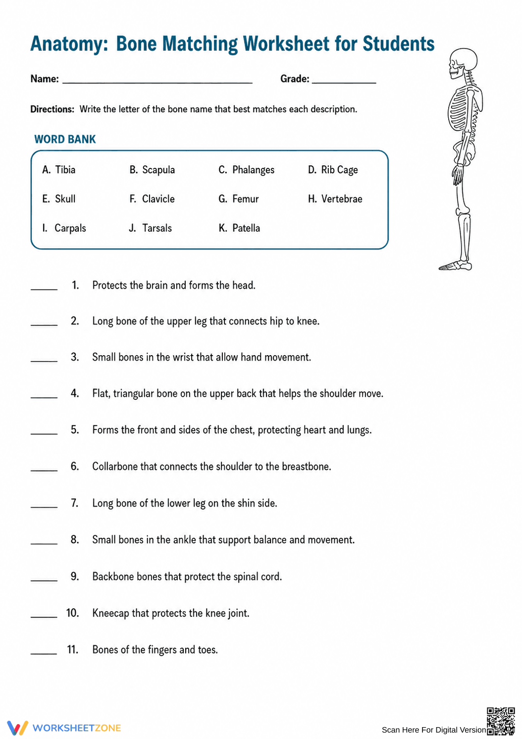 Bone Matching Worksheet | Grade 6-9 Essential Anatomy - Page 2