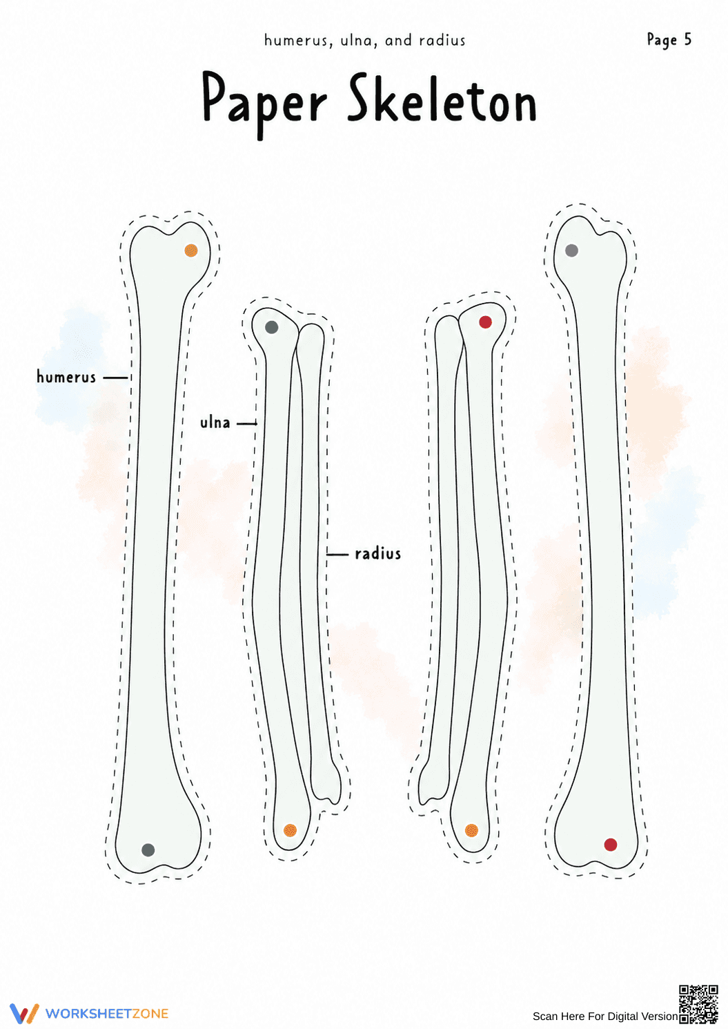 Printable Paper Skeleton Anatomy Craft | Grade 4-7 - Page 4