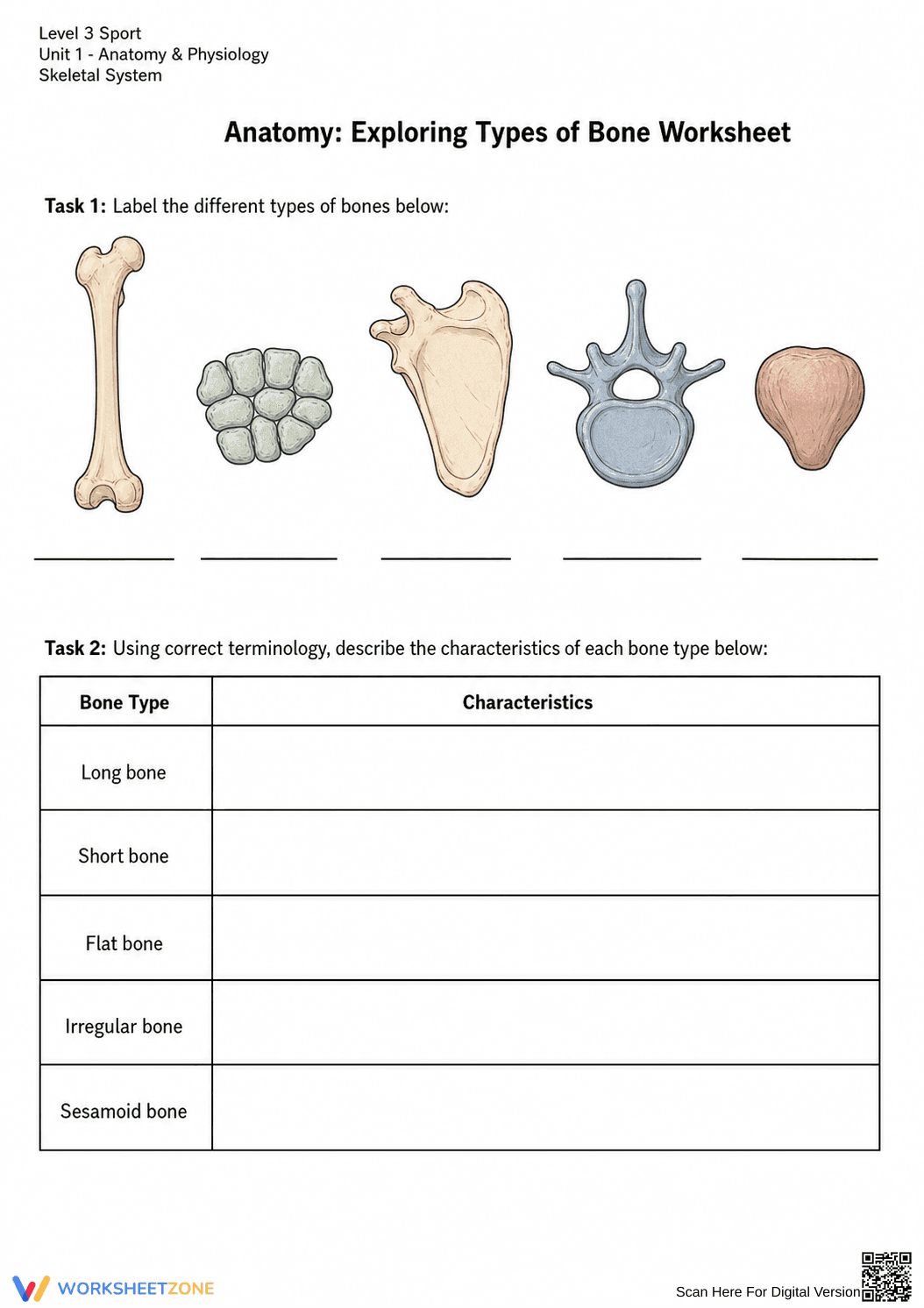 Printable Types of Bone Worksheet | Grade 9-12 Science - Page 2