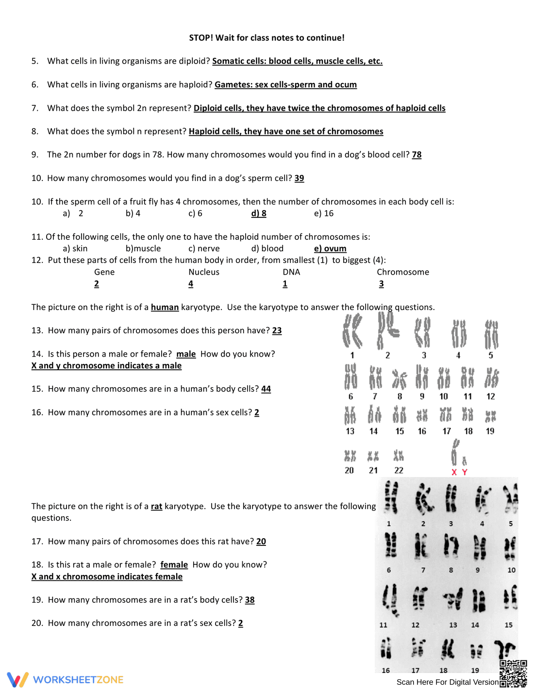 Haploid and Diploid Worksheet | Grade 9-12 Essential - Page 2