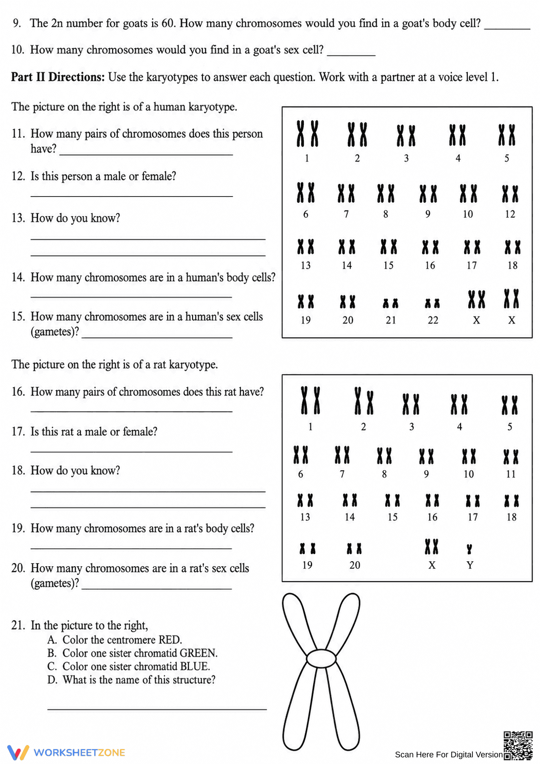 Ploidy Worksheet | Essential Grade 9-12 Biology - Page 2