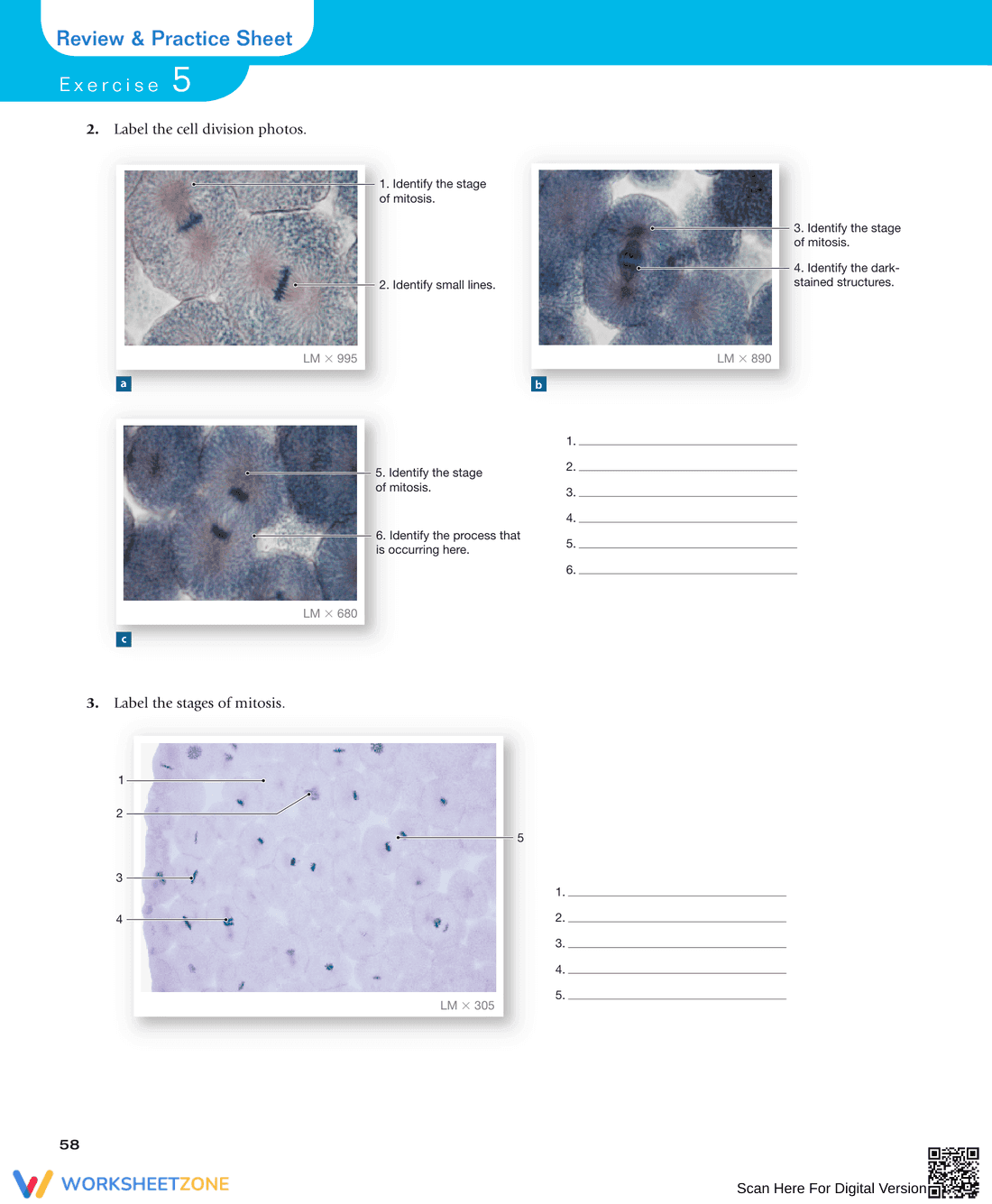 Anatomy of the Cell and Cell Division: Study Guide - Page 12