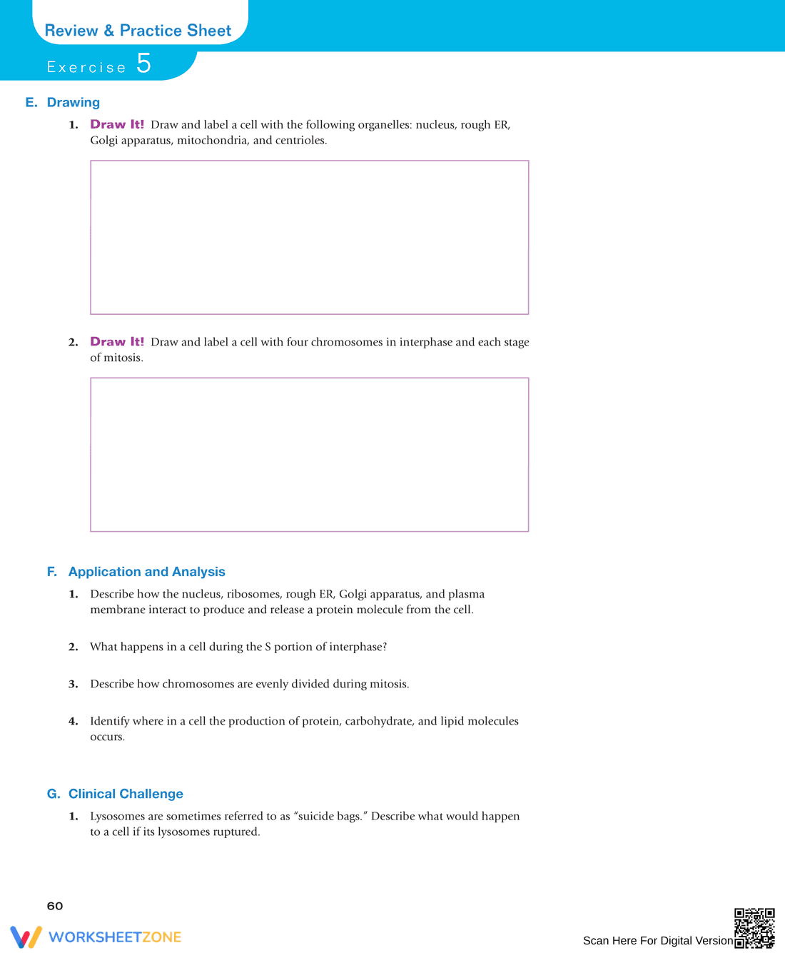 Anatomy of the Cell and Cell Division: Study Guide - Page 14