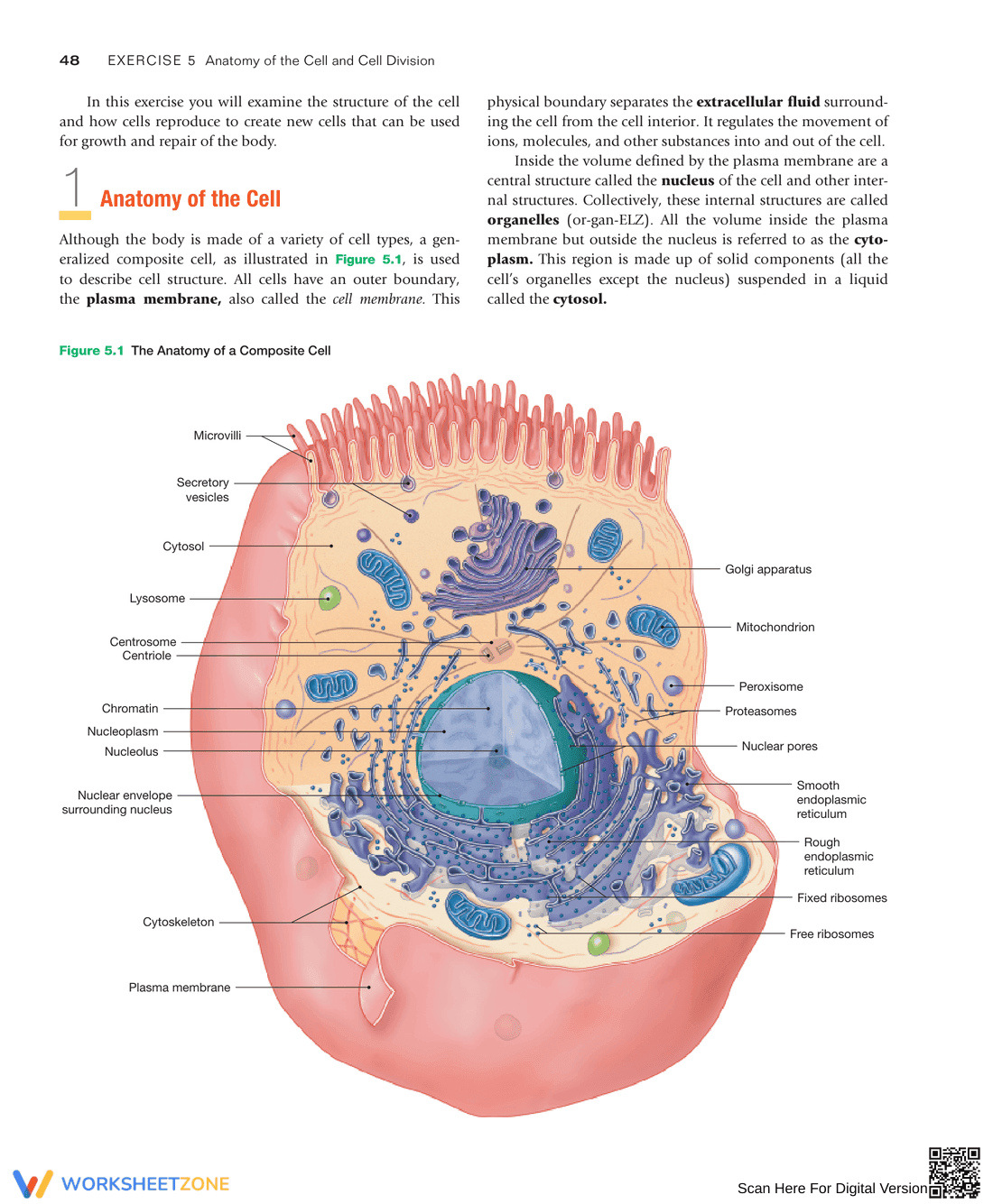 Anatomy of the Cell and Cell Division: Study Guide - Page 2