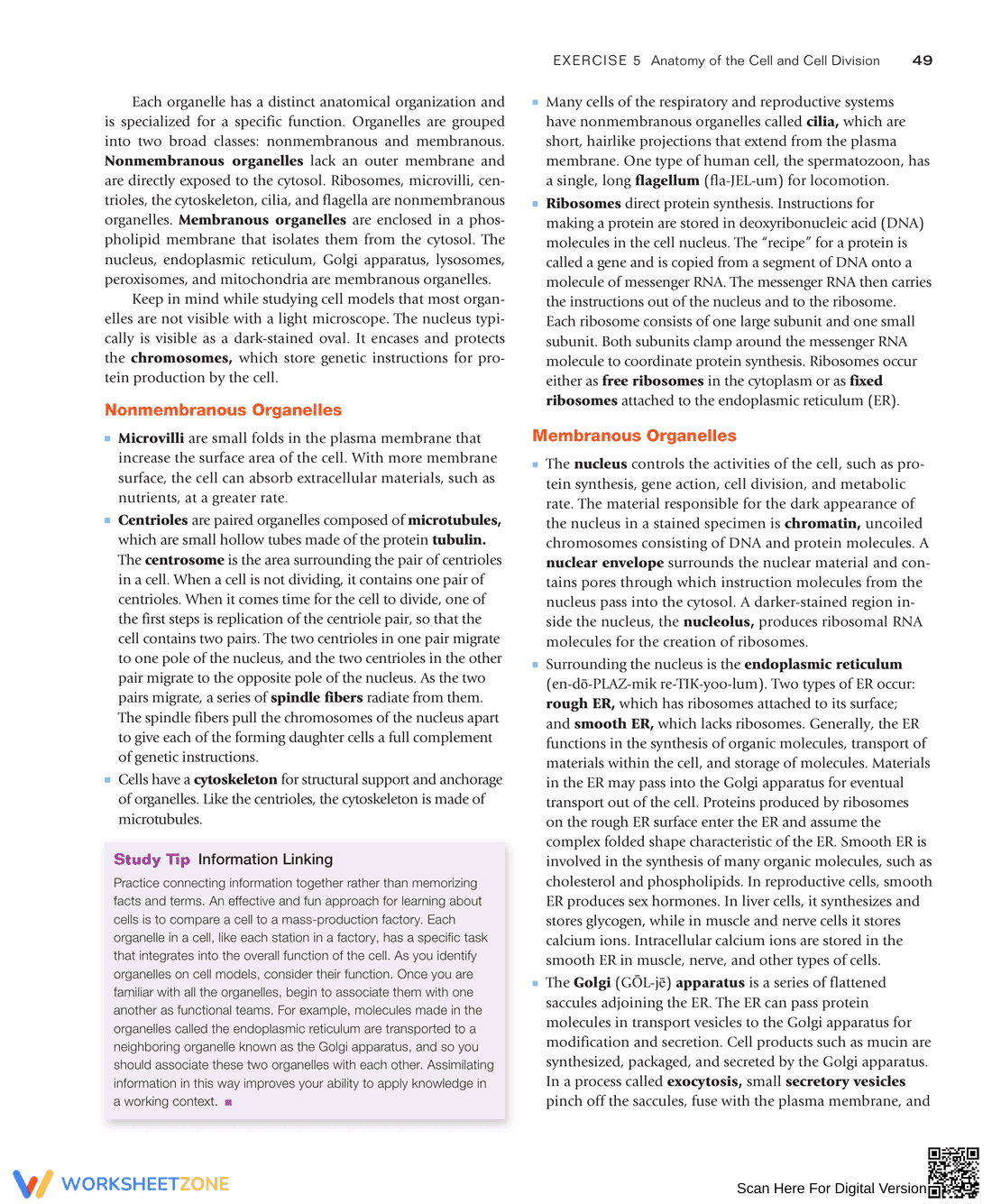 Anatomy of the Cell and Cell Division: Study Guide - Page 3