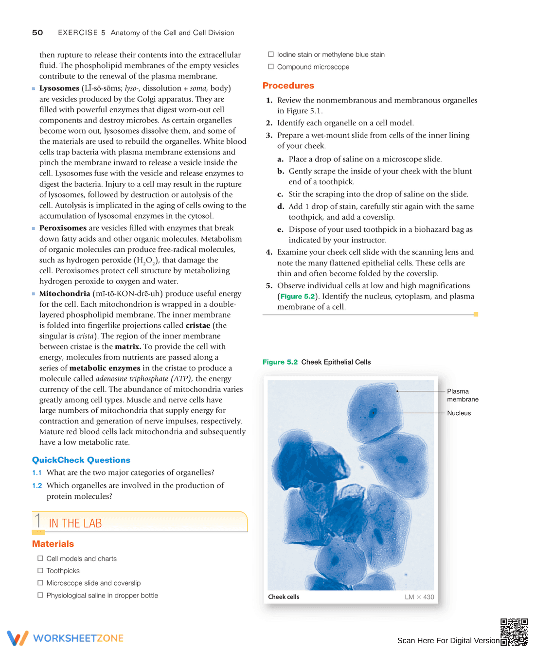 Anatomy of the Cell and Cell Division: Study Guide - Page 4