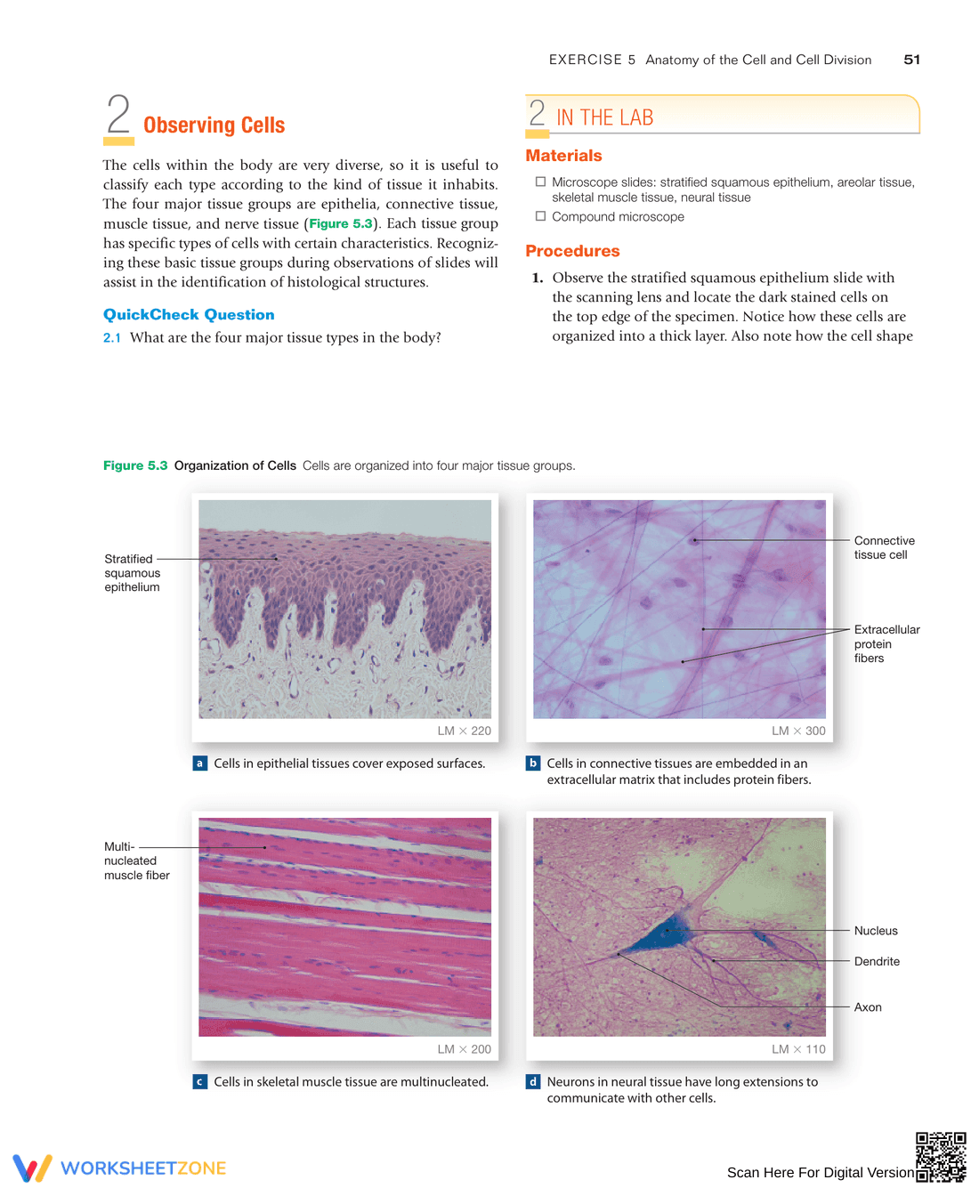 Anatomy of the Cell and Cell Division: Study Guide - Page 5