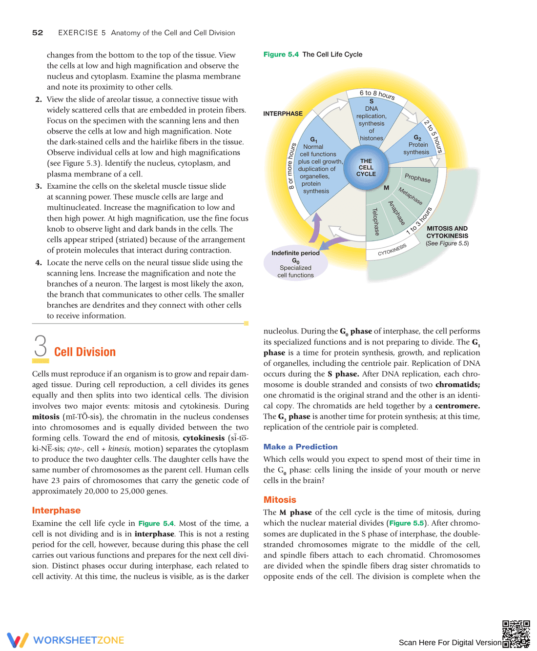 Anatomy of the Cell and Cell Division: Study Guide - Page 6