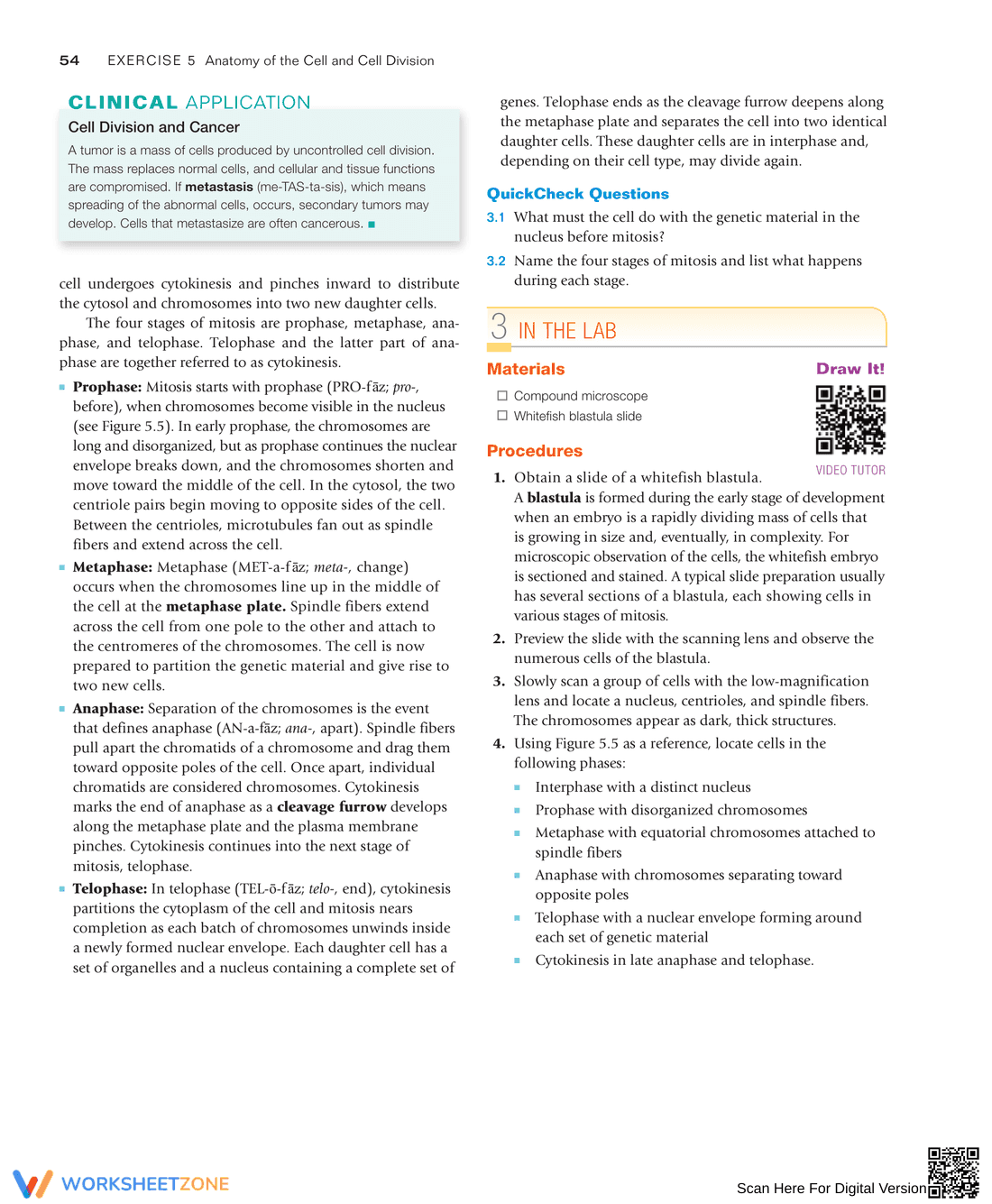 Anatomy of the Cell and Cell Division: Study Guide - Page 8
