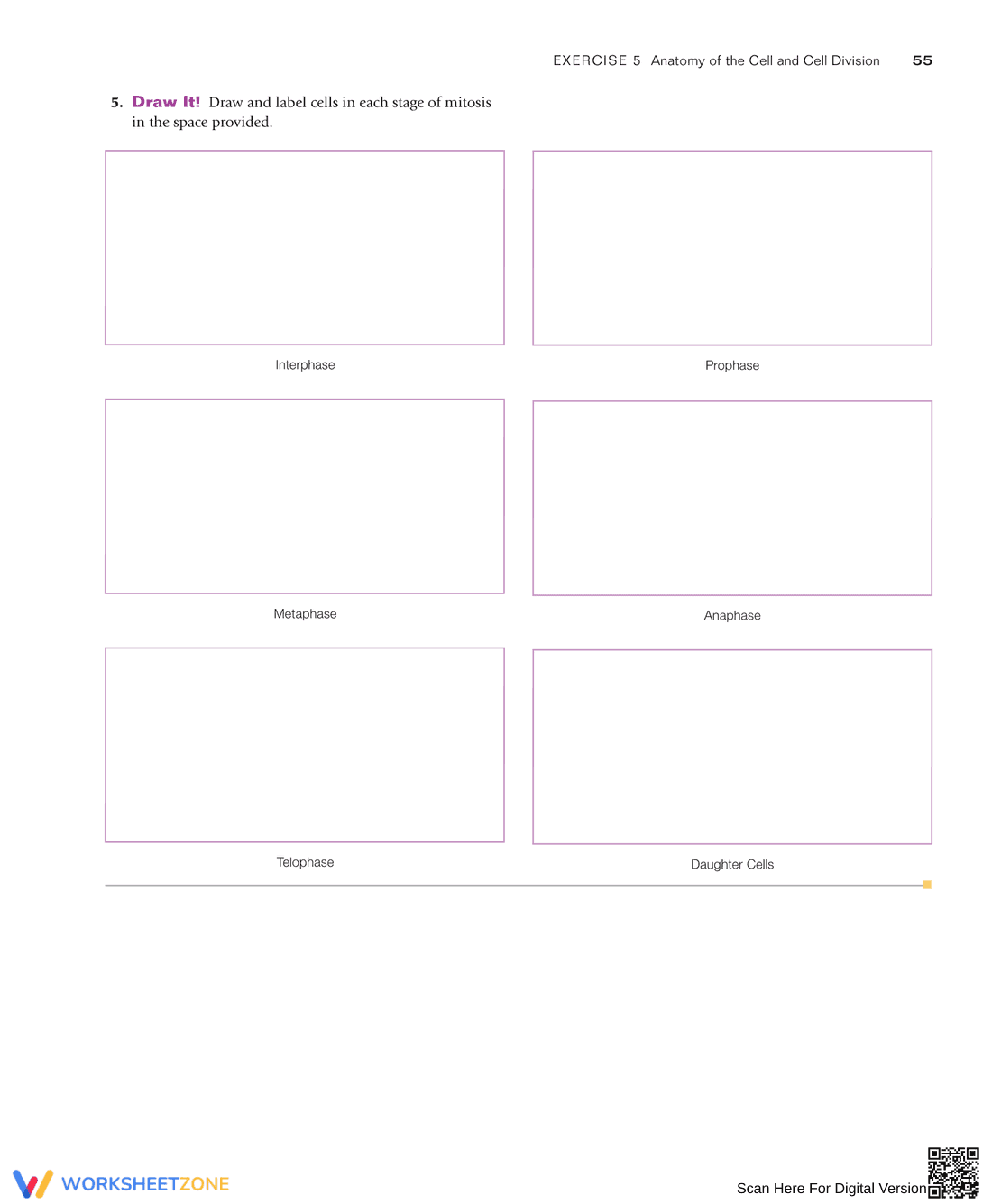 Anatomy of the Cell and Cell Division: Study Guide - Page 9